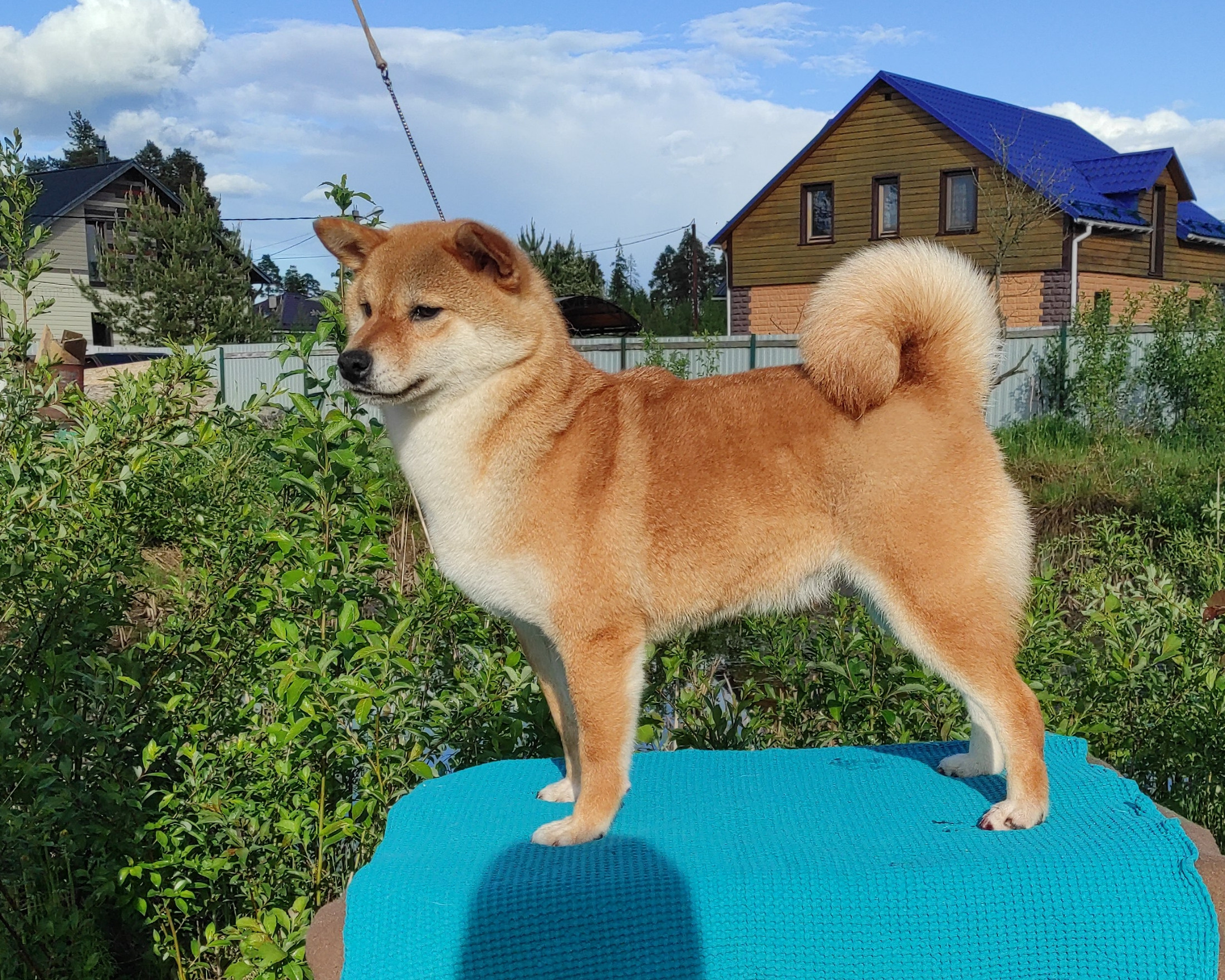 Питомник Рубилайт Сиба Эми* Exceligmos Zaffiro Verde