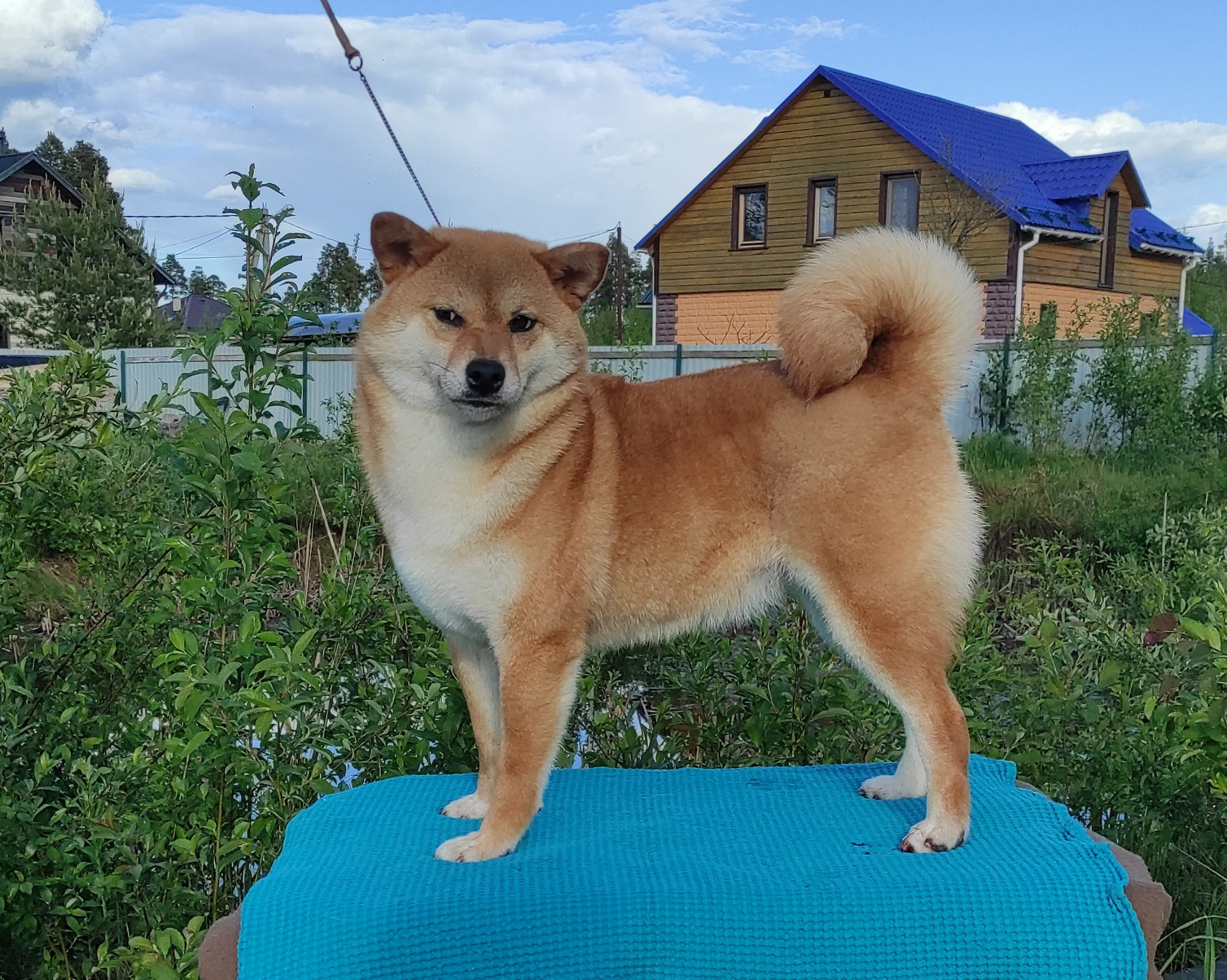 Питомник Рубилайт Сиба Эми* Exceligmos Zaffiro Verde