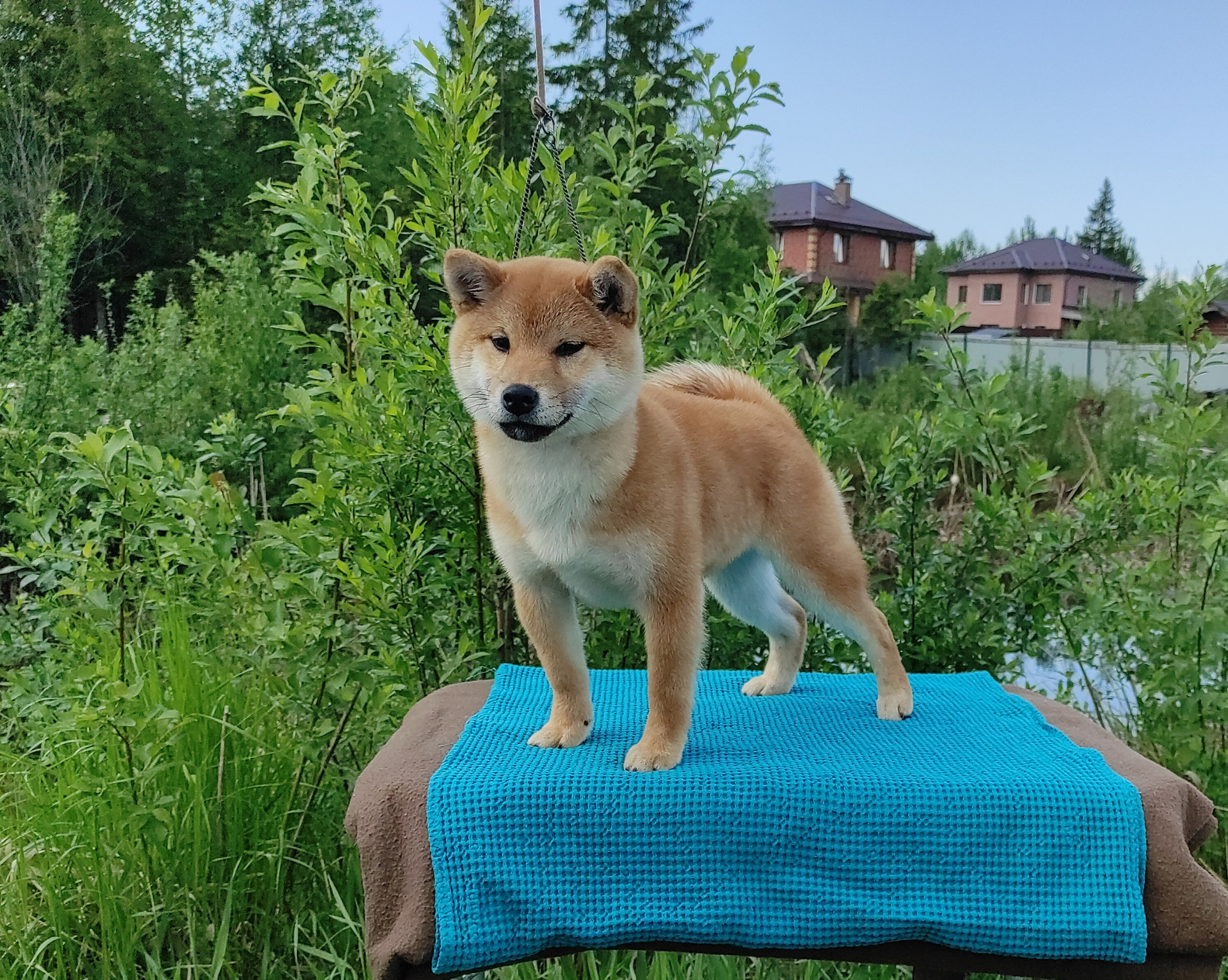 сиба питомник Рубилайт щенки на продажу rubylight  сиба щенки купить