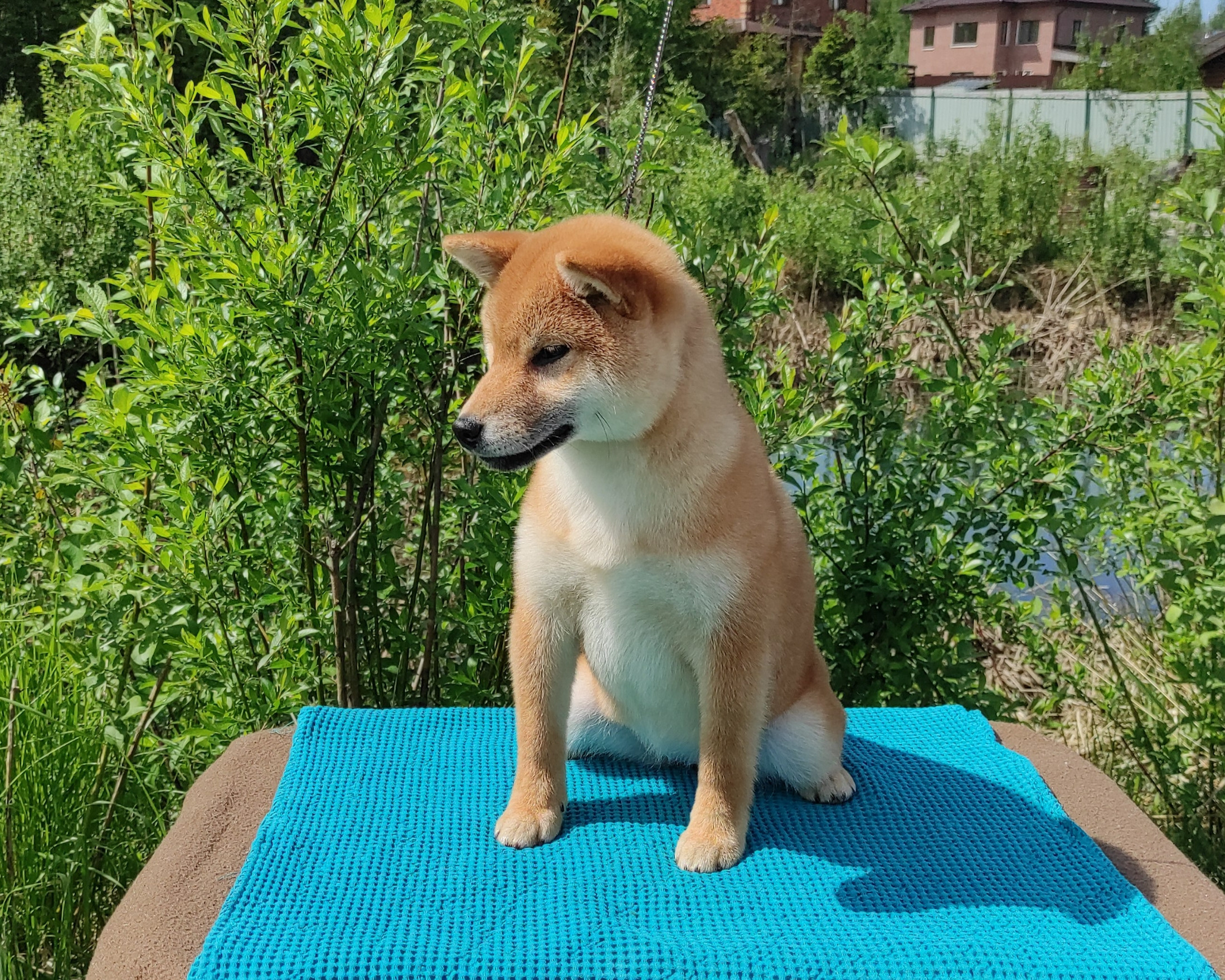 сиба питомник Рубилайт щенки на продажу rubylight  сиба щенки купить