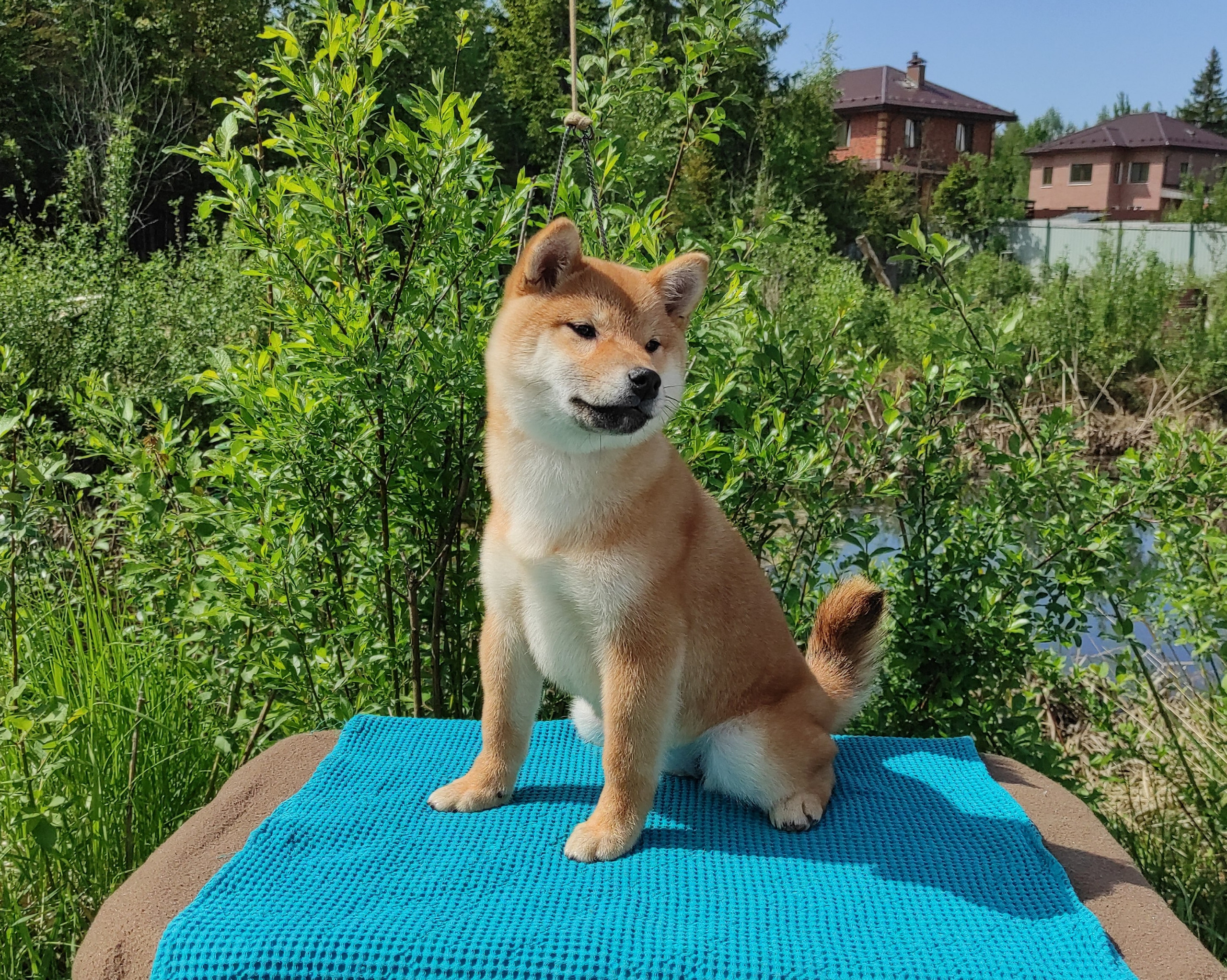 сиба питомник Рубилайт щенки на продажу rubylight  сиба щенки купить