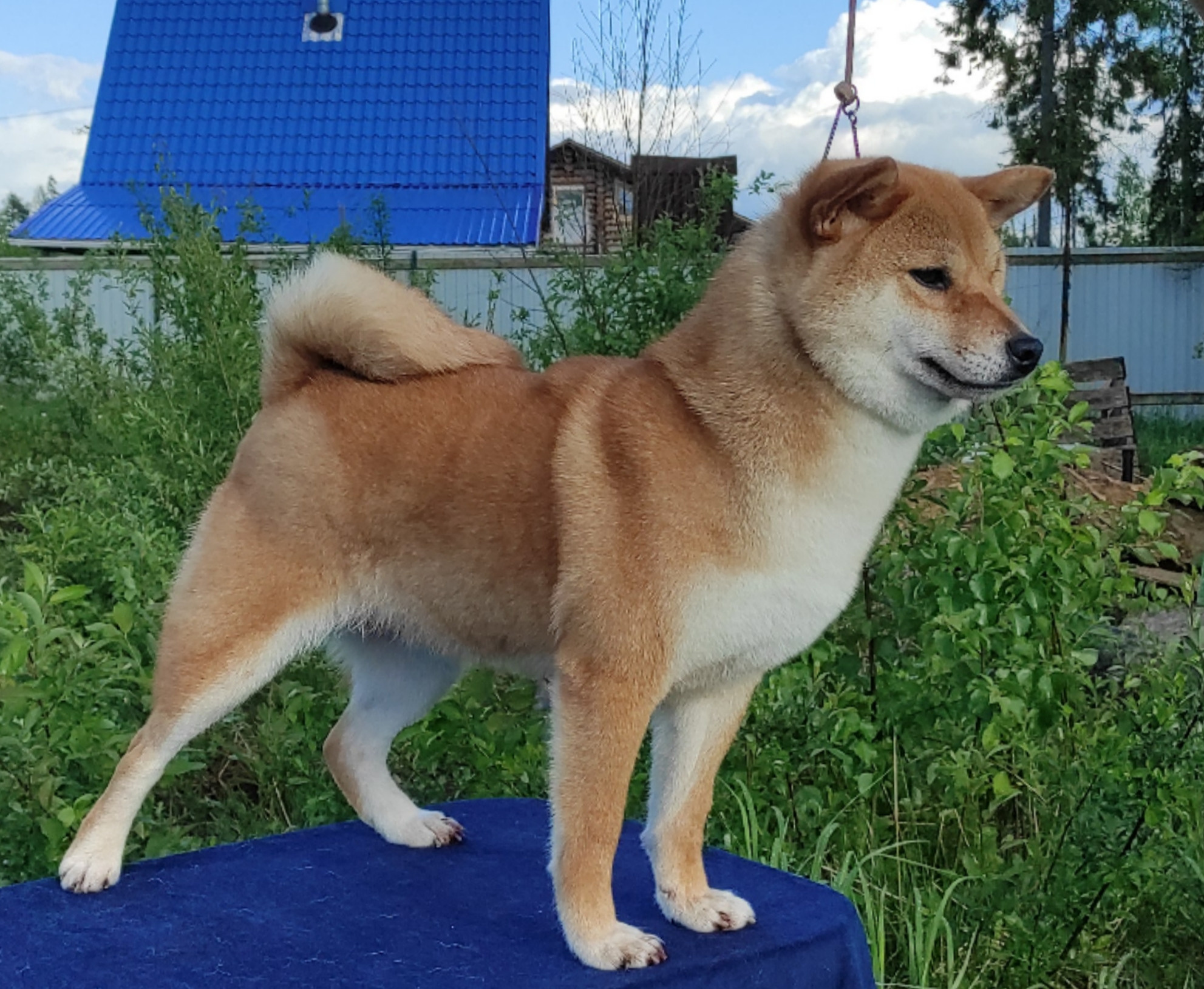 Питомник Рубилайт Сиба Эми* Exceligmos Zaffiro Verde