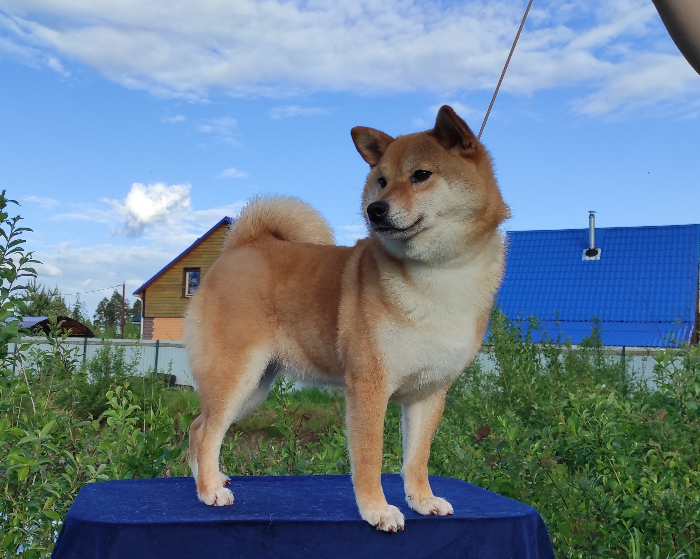 Питомник Рубилайт Сиба Эми* Exceligmos Zaffiro Verde