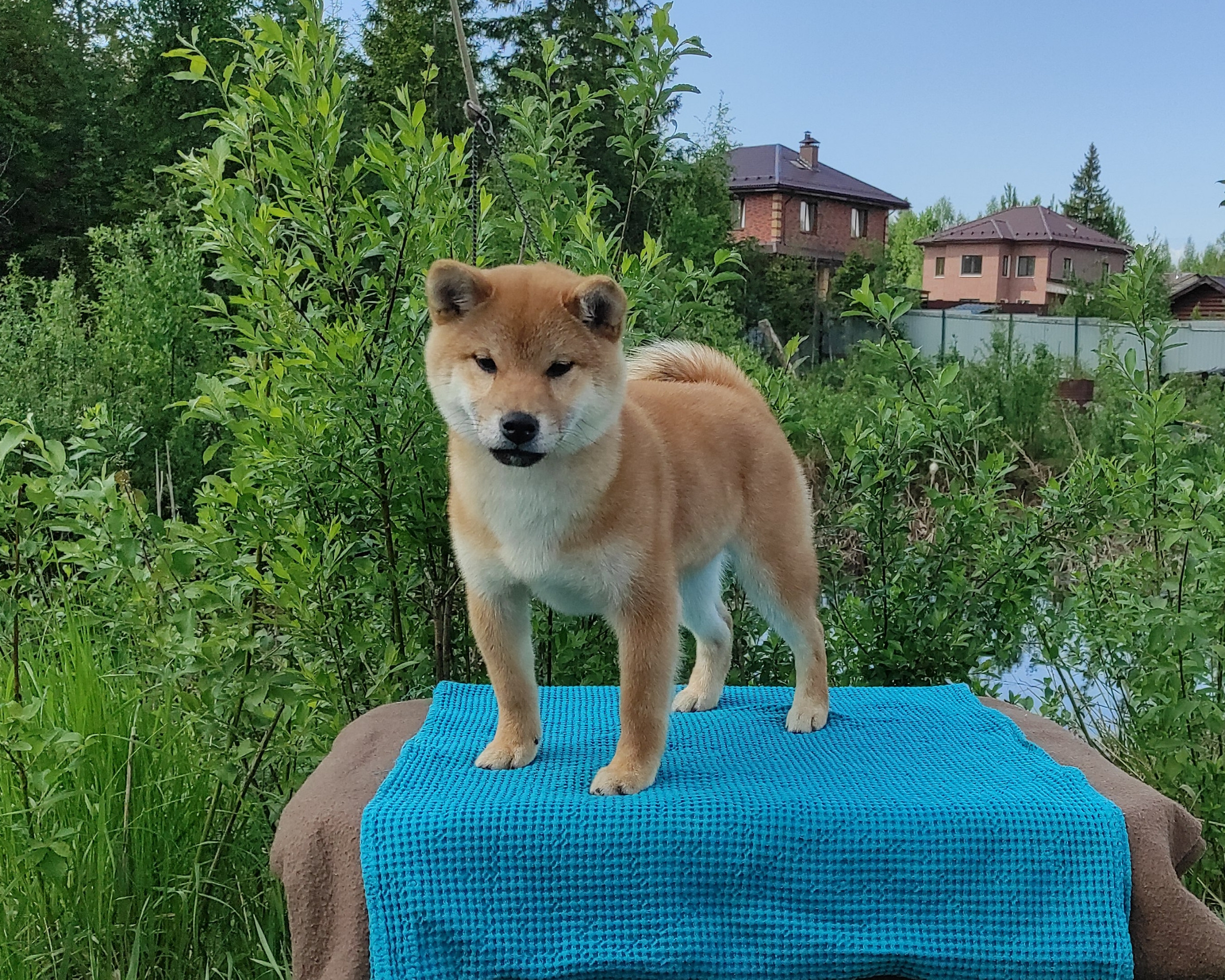 сиба питомник Рубилайт щенки на продажу rubylight  сиба щенки купить