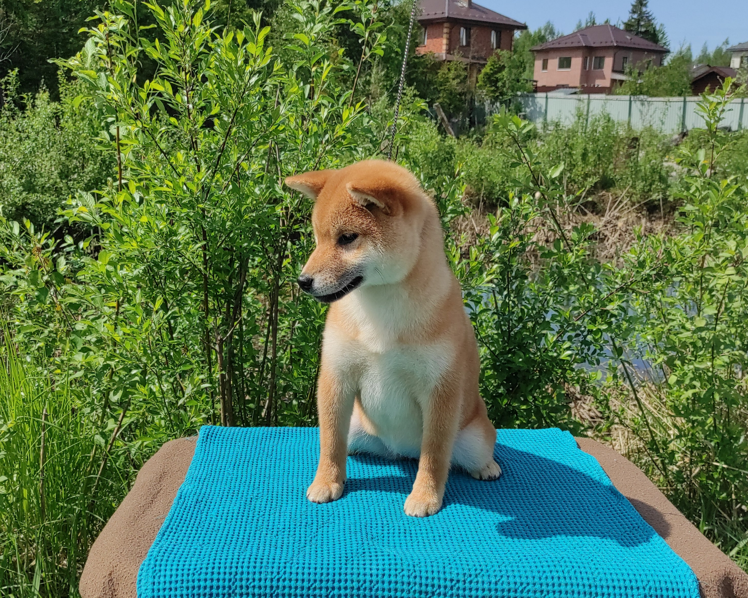 сиба питомник Рубилайт щенки на продажу rubylight  сиба щенки купить