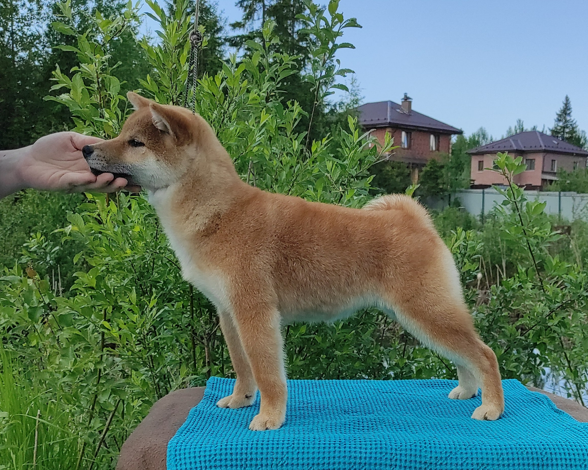 сиба питомник Рубилайт щенки на продажу rubylight  сиба щенки купить