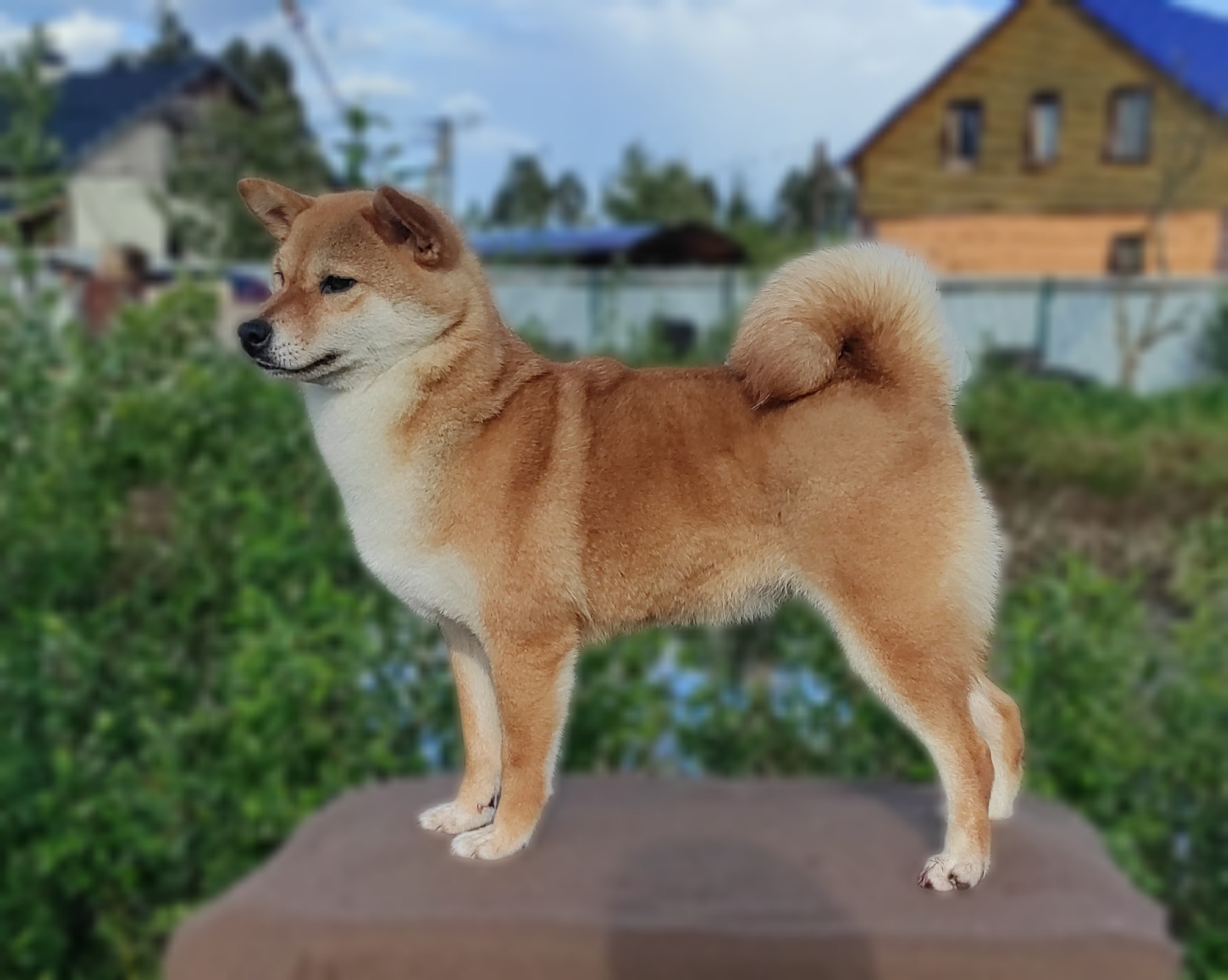 Питомник Рубилайт Сиба Эми* Exceligmos Zaffiro Verde