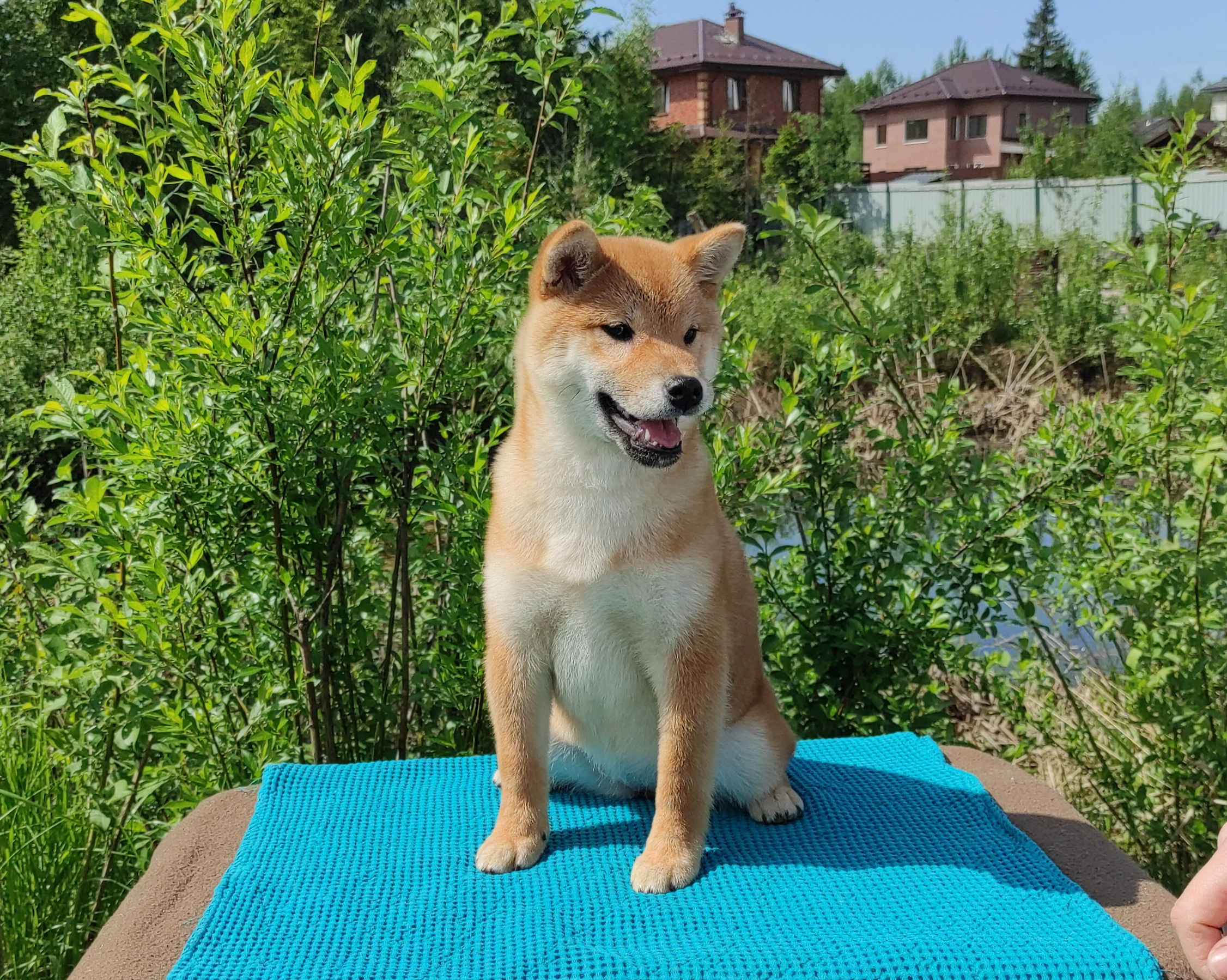 сиба питомник Рубилайт щенки на продажу rubylight  сиба щенки купить