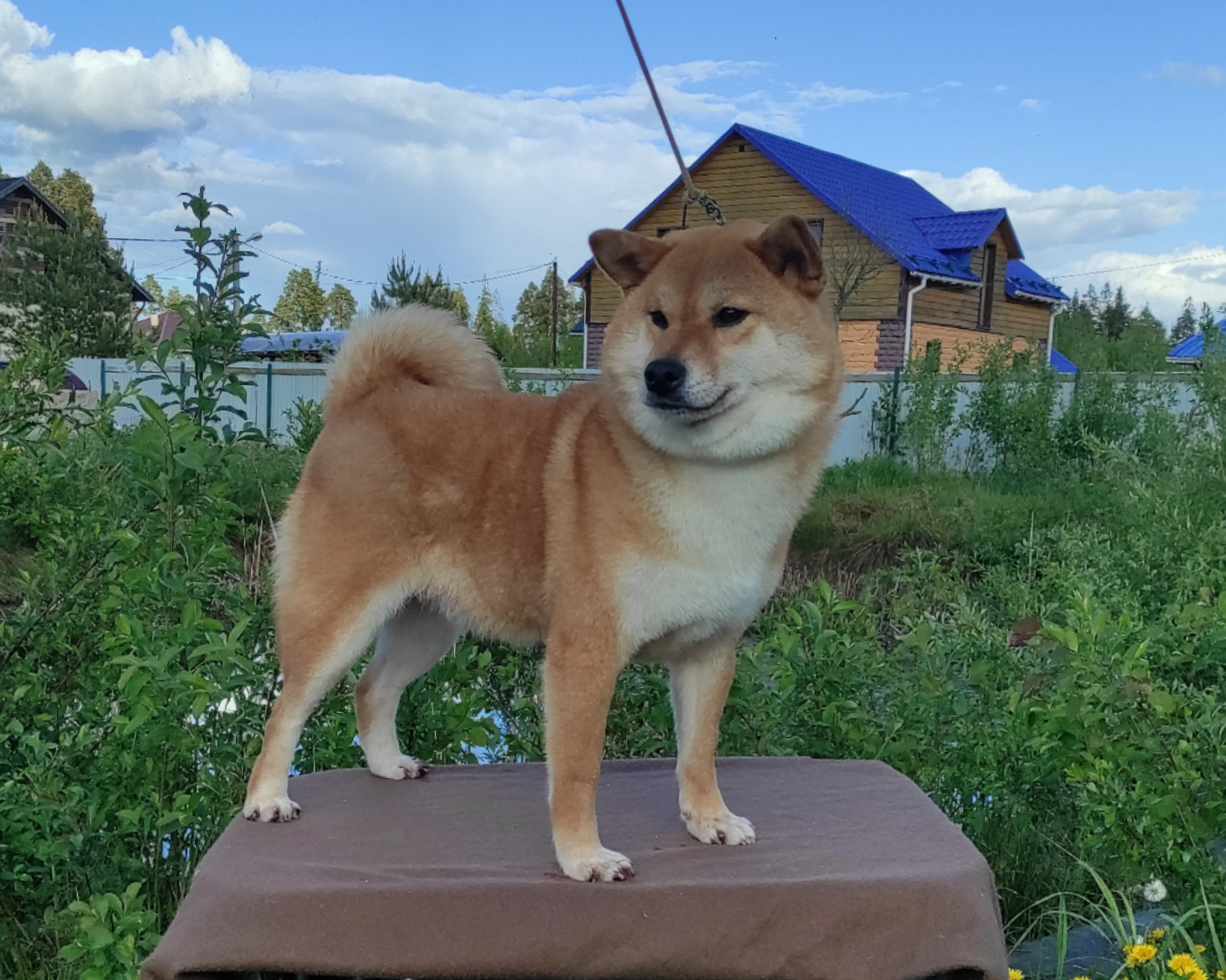 Питомник Рубилайт Сиба Эми* Exceligmos Zaffiro Verde