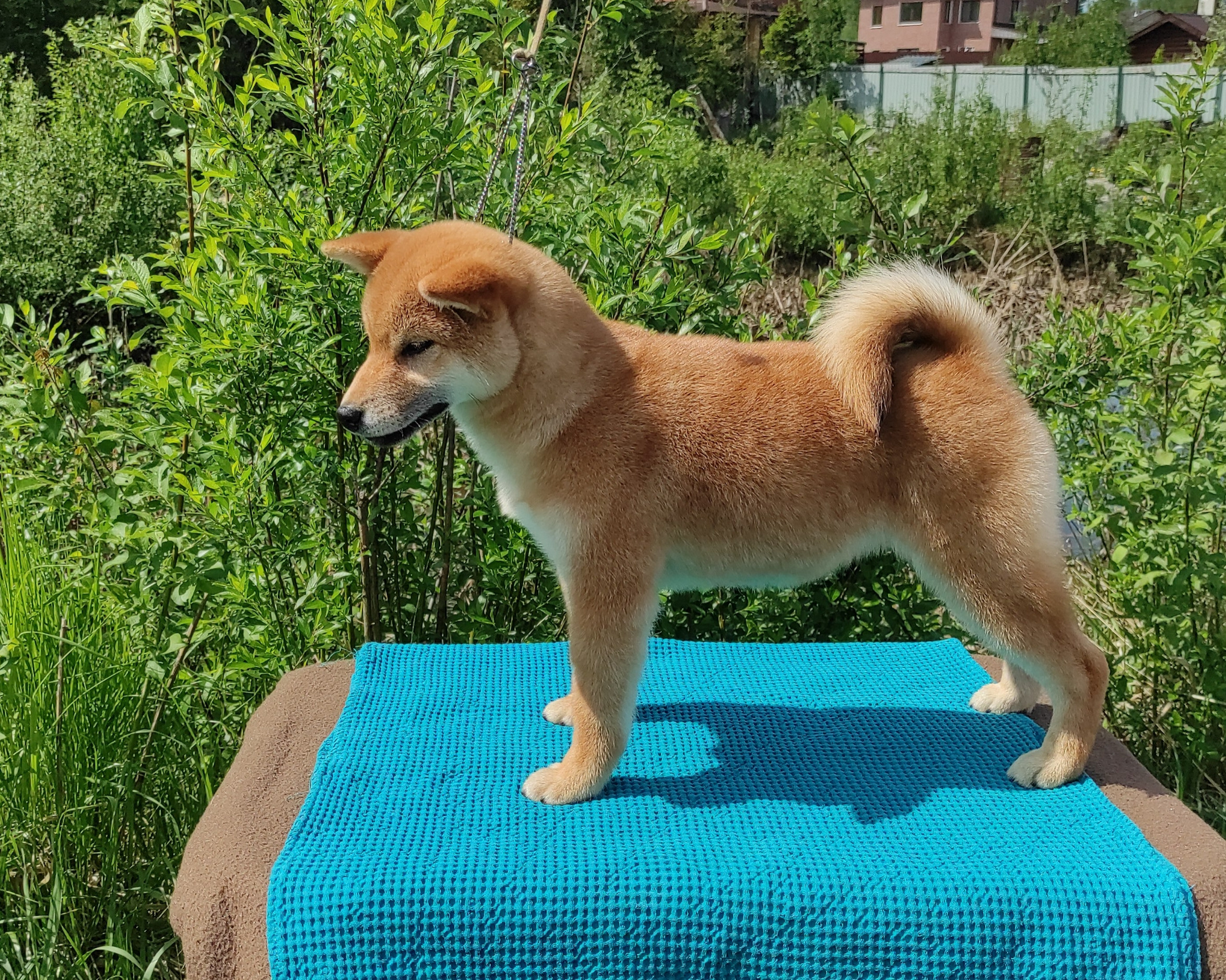 сиба питомник Рубилайт щенки на продажу rubylight  сиба щенки купить