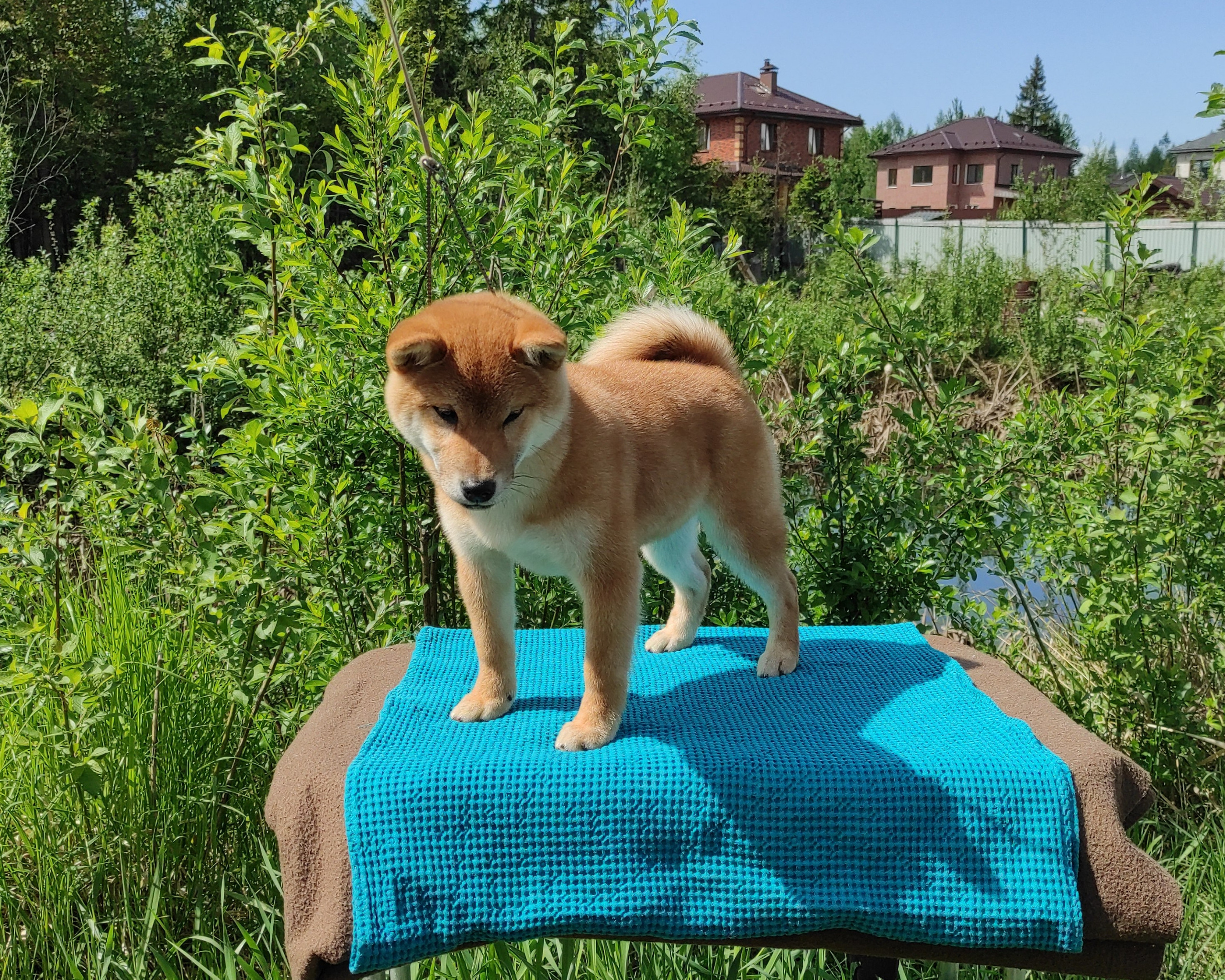 сиба питомник Рубилайт щенки на продажу rubylight  сиба щенки купить