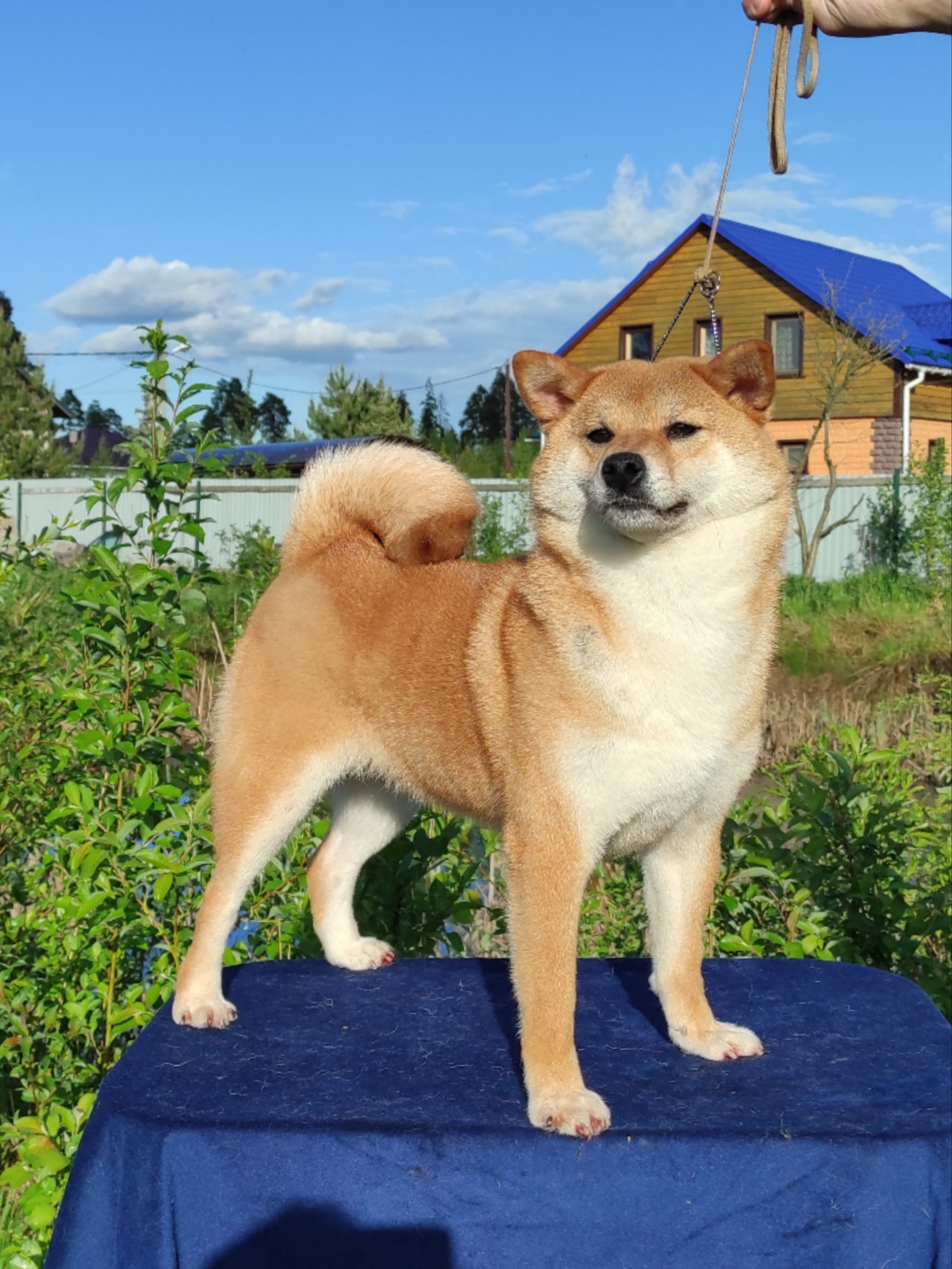 Питомник Рубилайт Сиба Эми* Exceligmos Zaffiro Verde