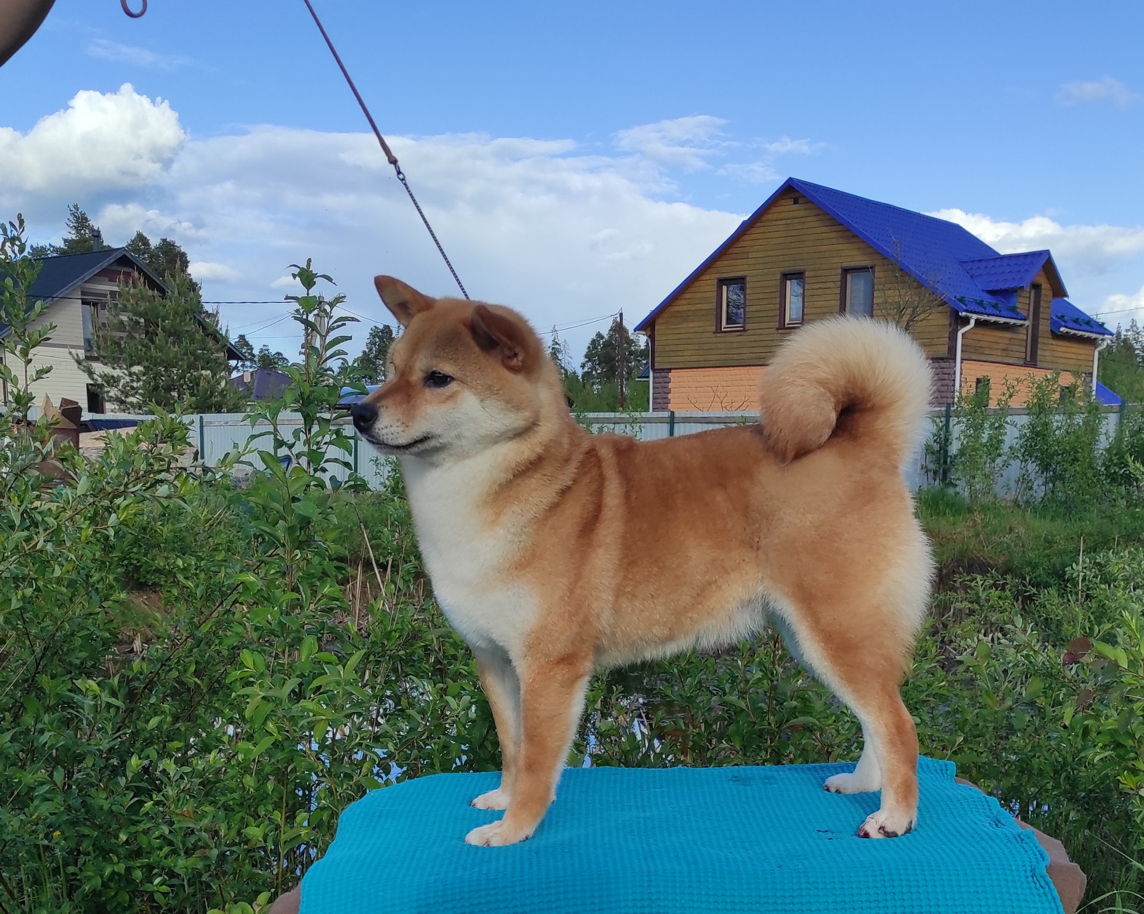 Питомник Рубилайт Сиба Эми* Exceligmos Zaffiro Verde