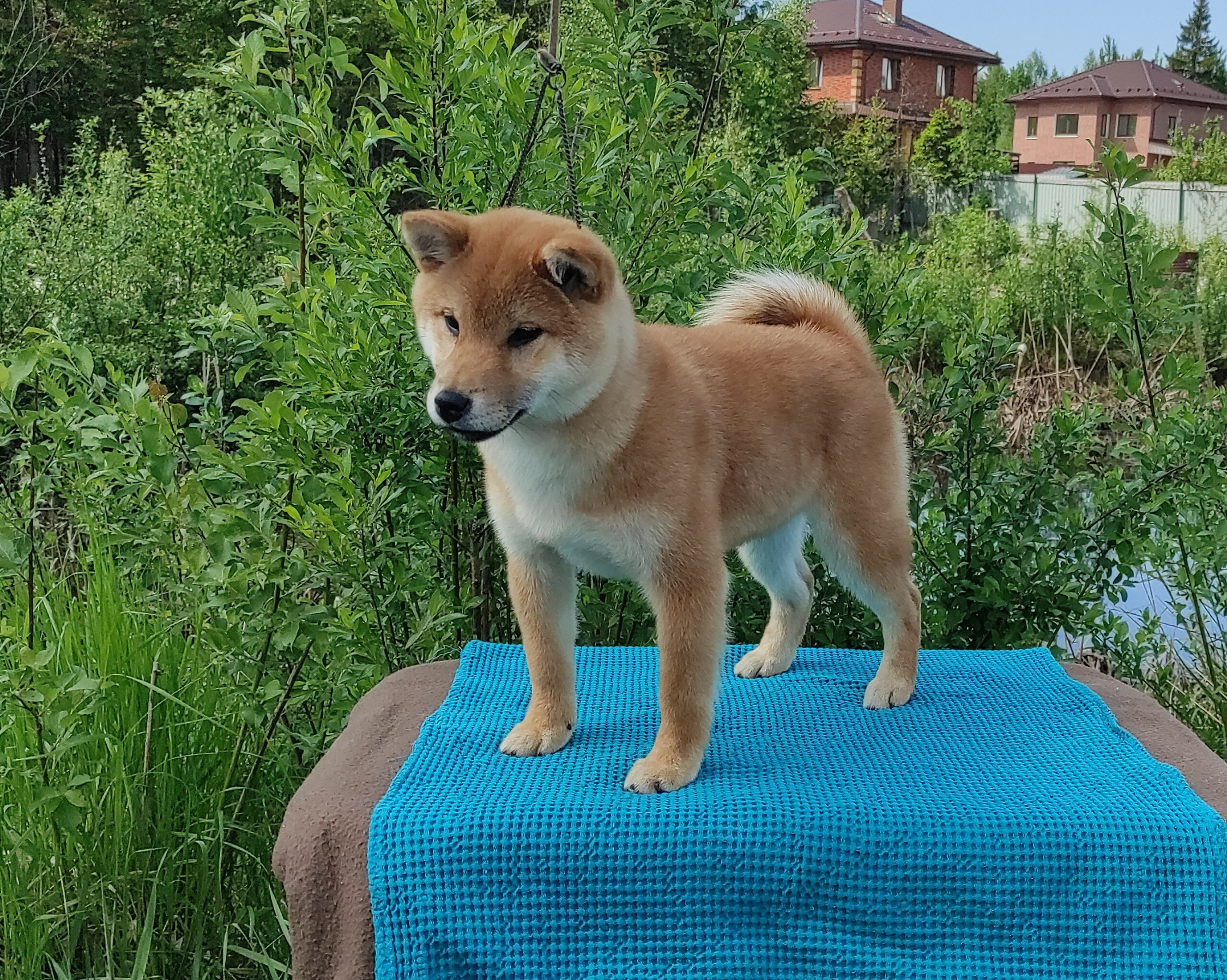 сиба питомник Рубилайт щенки на продажу rubylight  сиба щенки купить