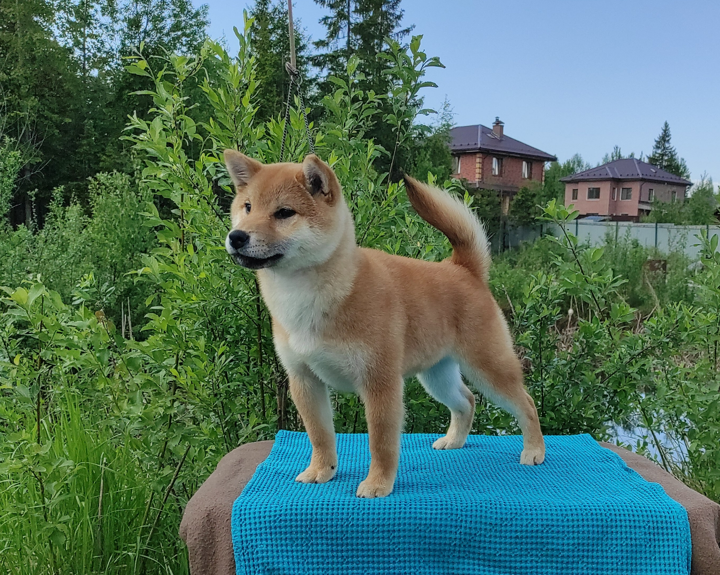 сиба питомник Рубилайт щенки на продажу rubylight  сиба щенки купить