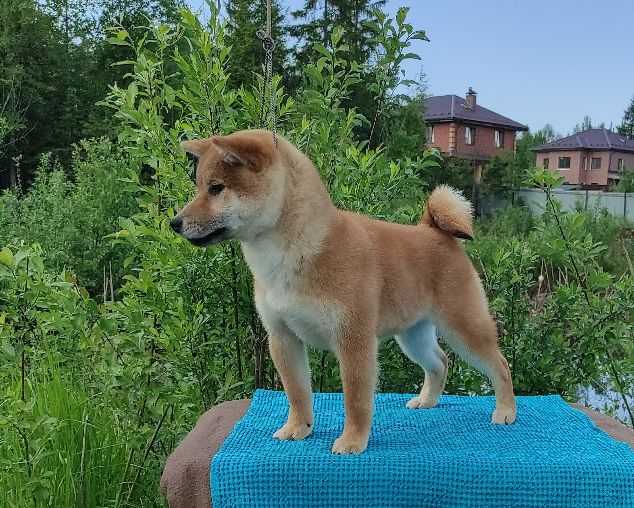 сиба питомник Рубилайт щенки на продажу rubylight  сиба щенки купить