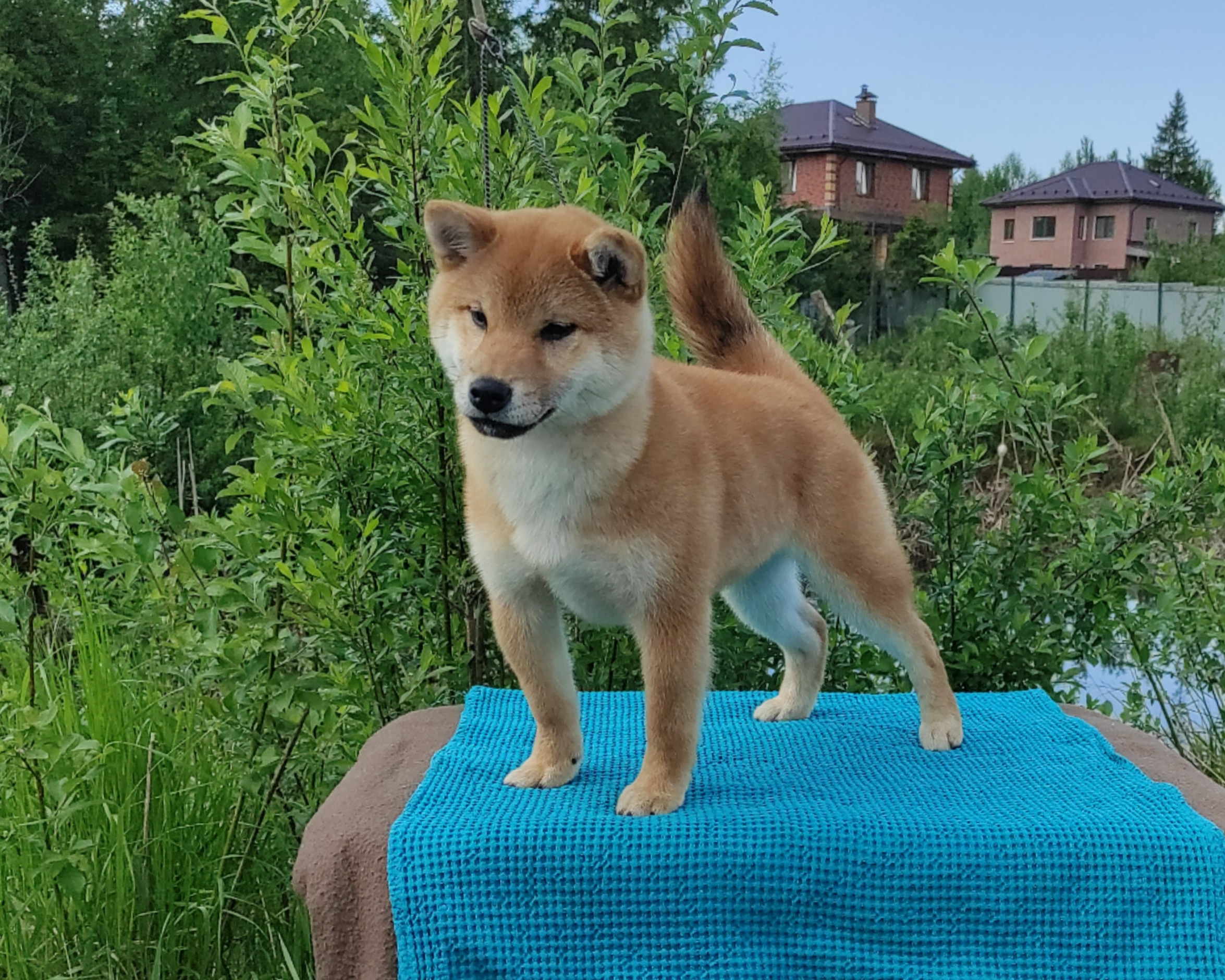 сиба питомник Рубилайт щенки на продажу rubylight  сиба щенки купить