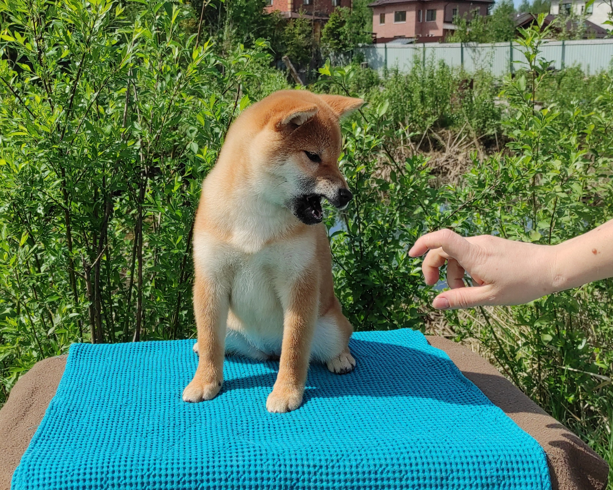 сиба питомник Рубилайт щенки на продажу rubylight  сиба щенки купить