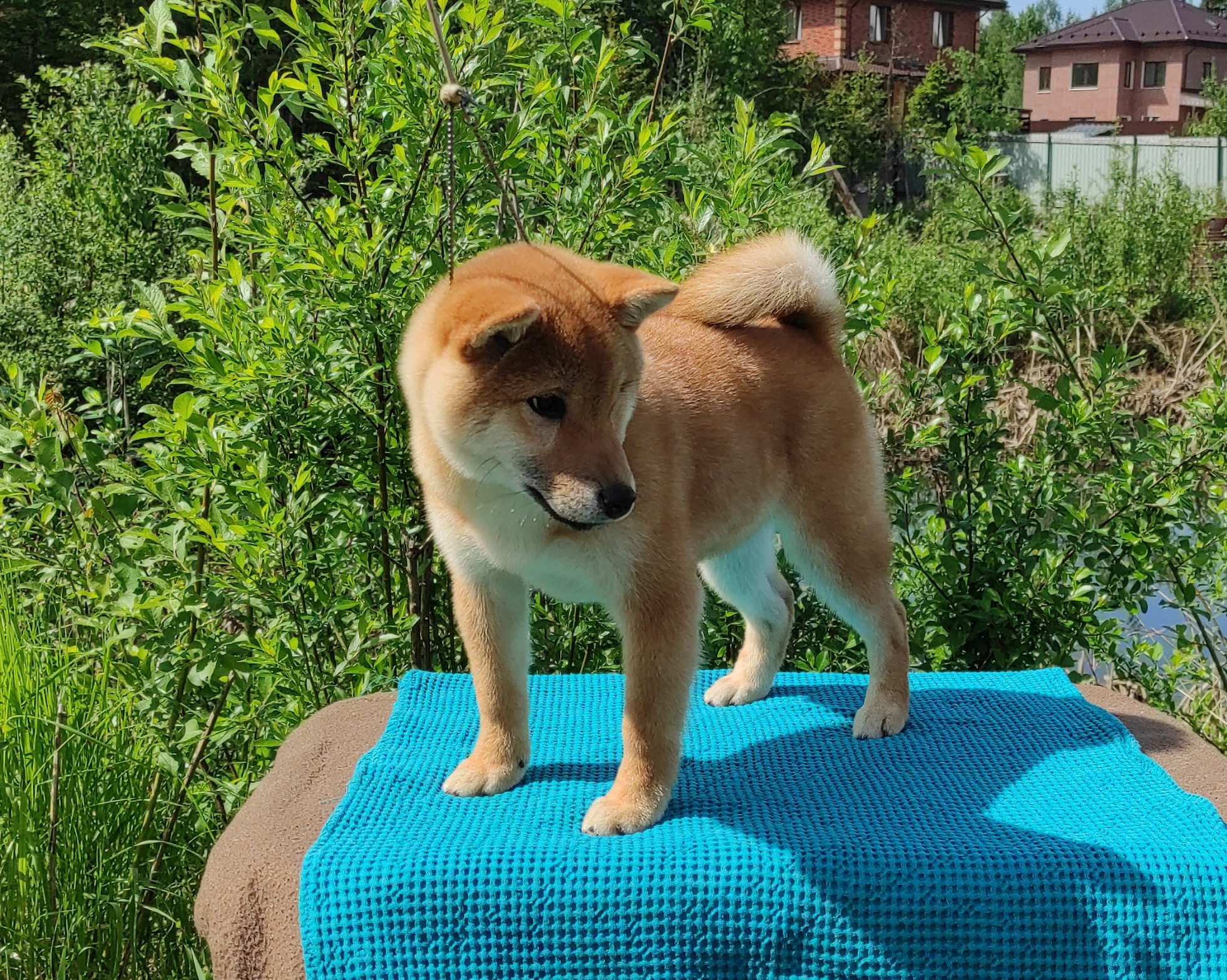 сиба питомник Рубилайт щенки на продажу rubylight  сиба щенки купить