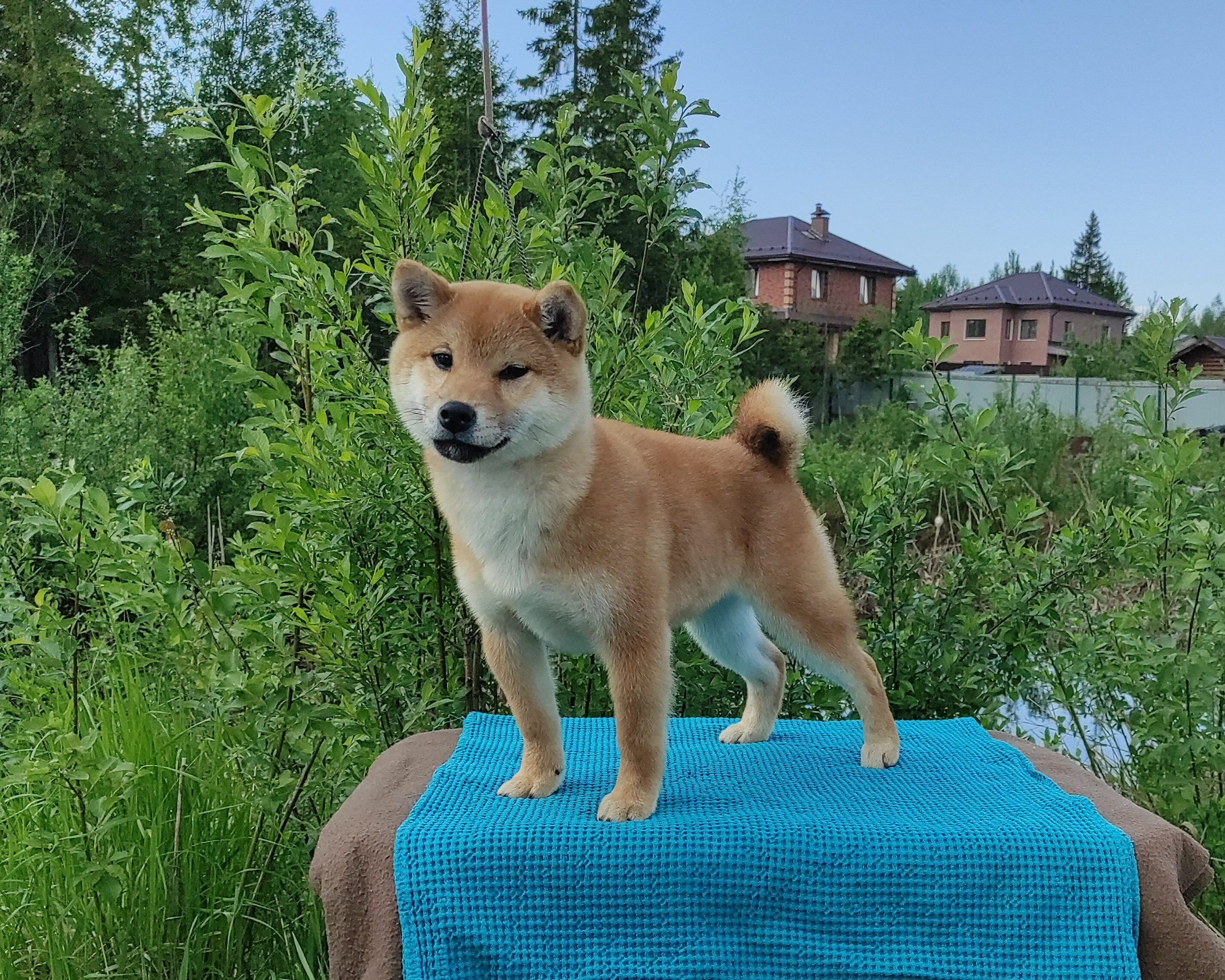 сиба питомник Рубилайт щенки на продажу rubylight  сиба щенки купить