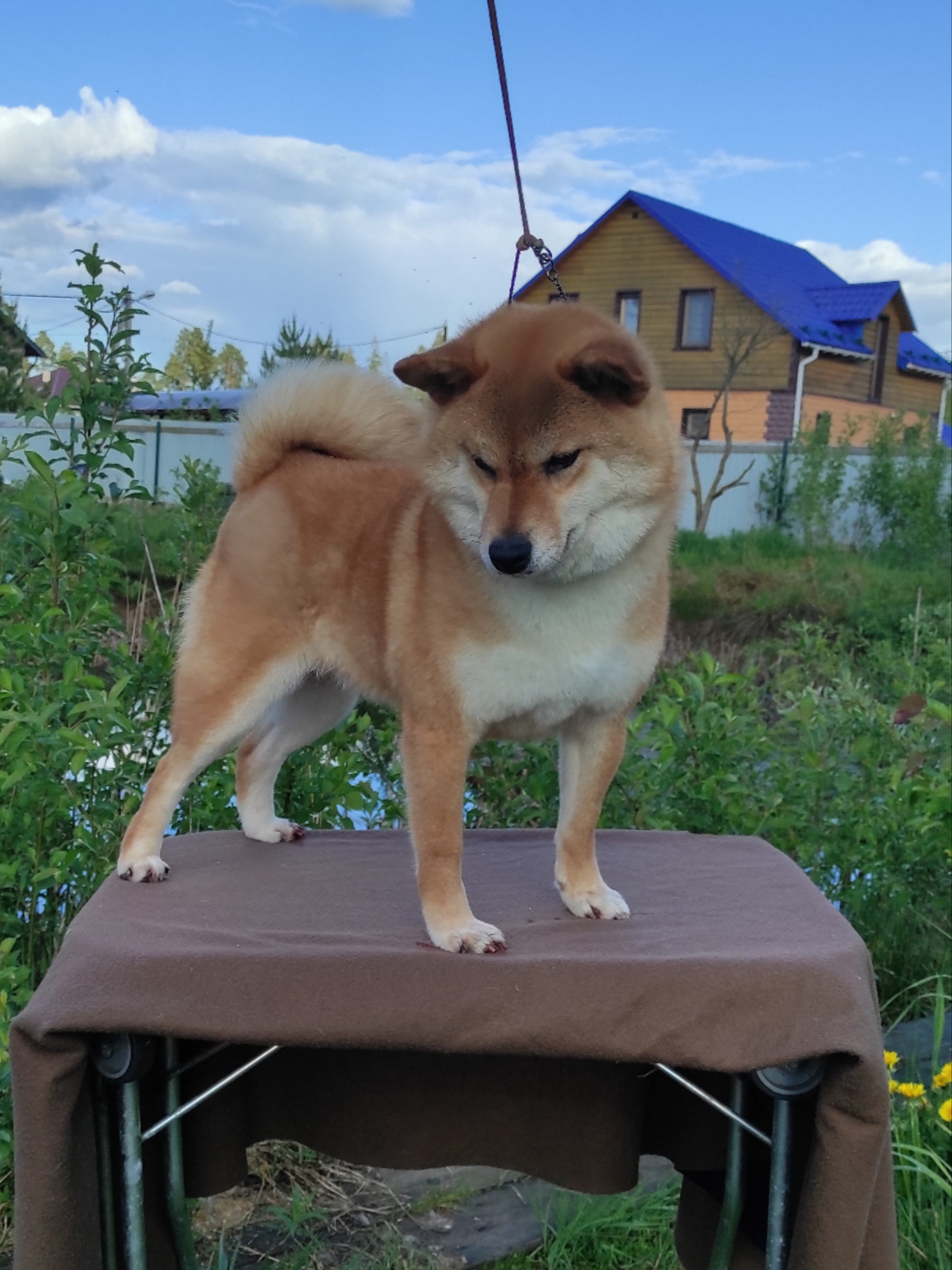 Питомник Рубилайт Сиба Эми* Exceligmos Zaffiro Verde