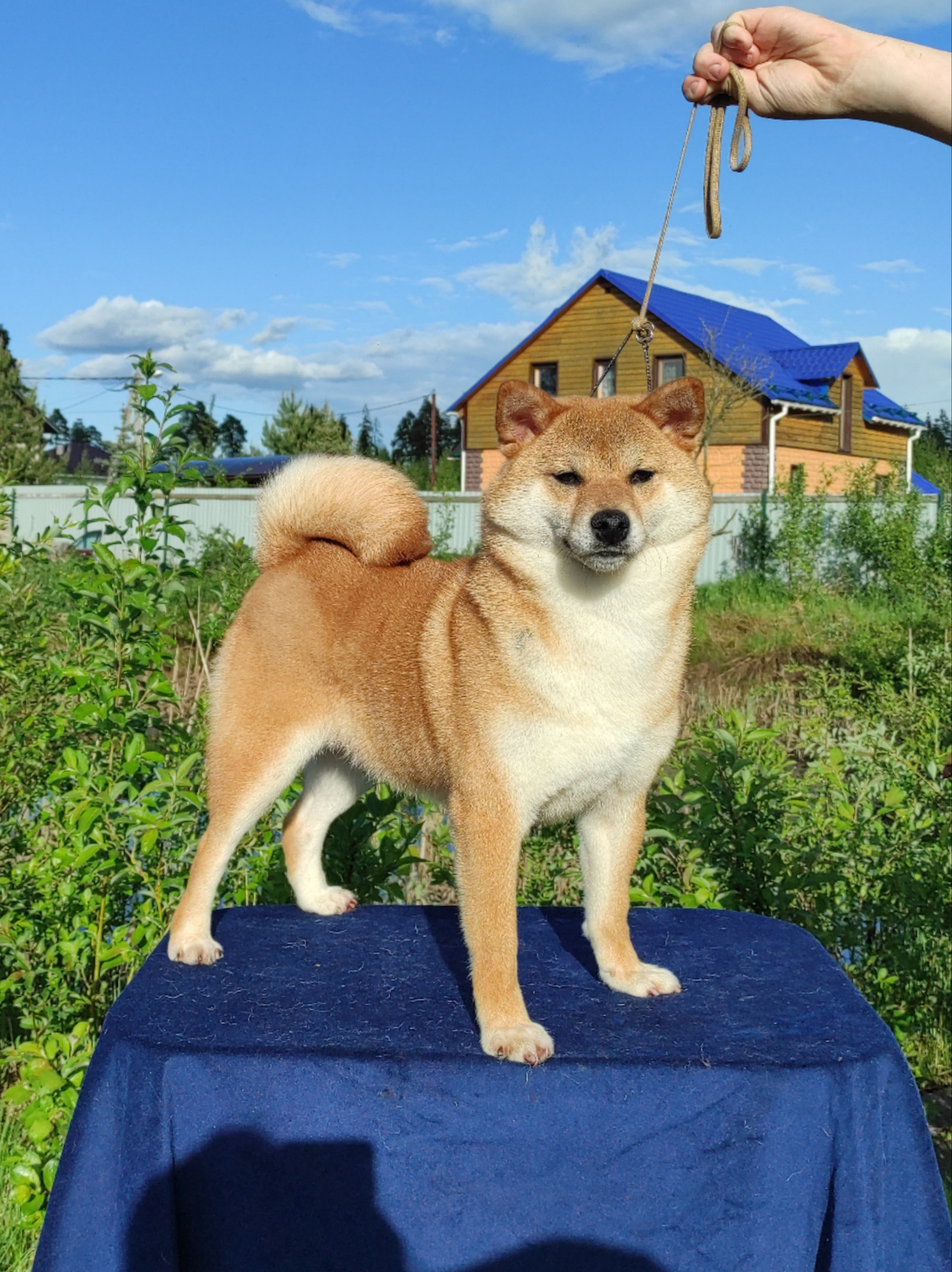 Питомник Рубилайт Сиба Эми* Exceligmos Zaffiro Verde