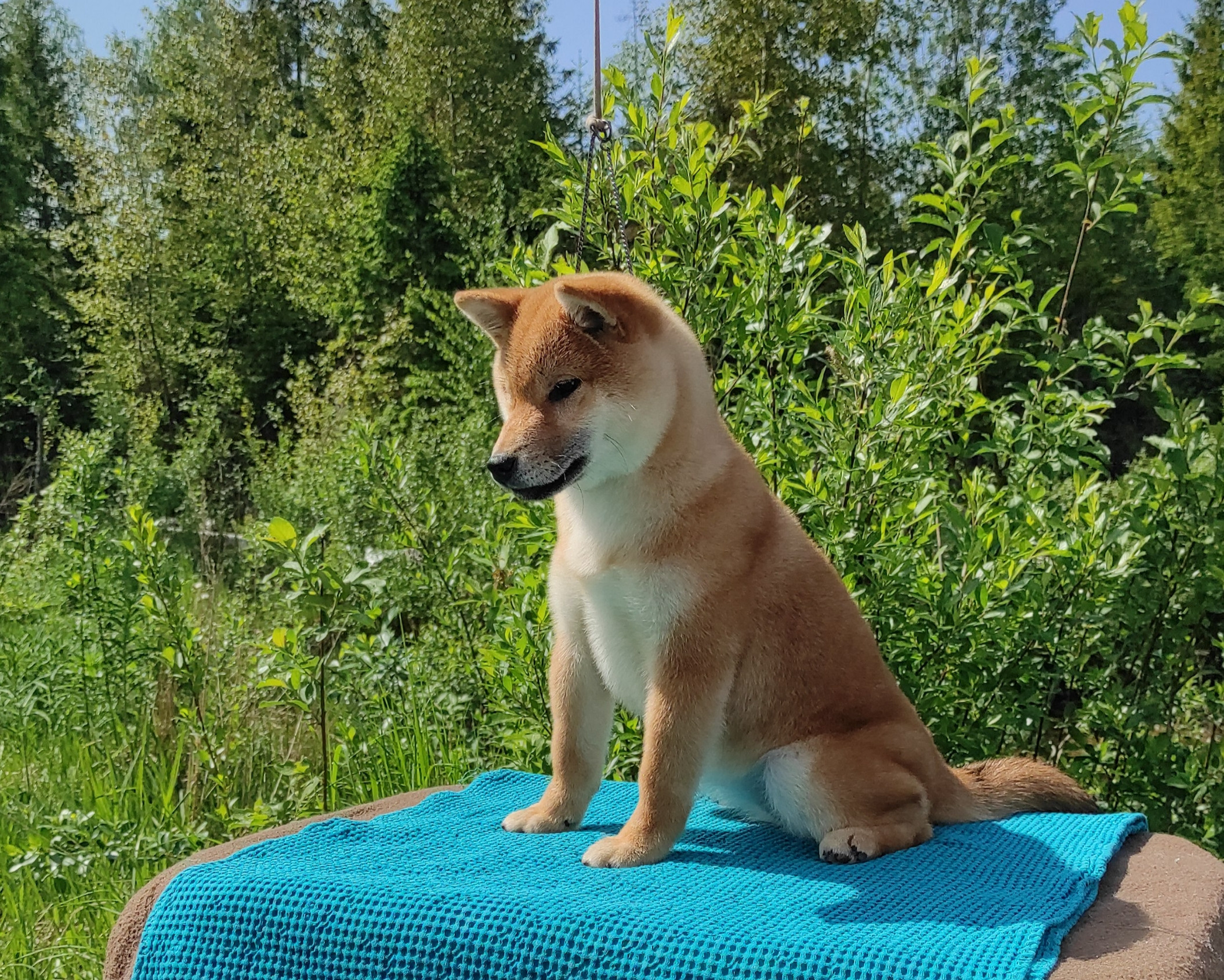 сиба питомник Рубилайт щенки на продажу rubylight  сиба щенки купить