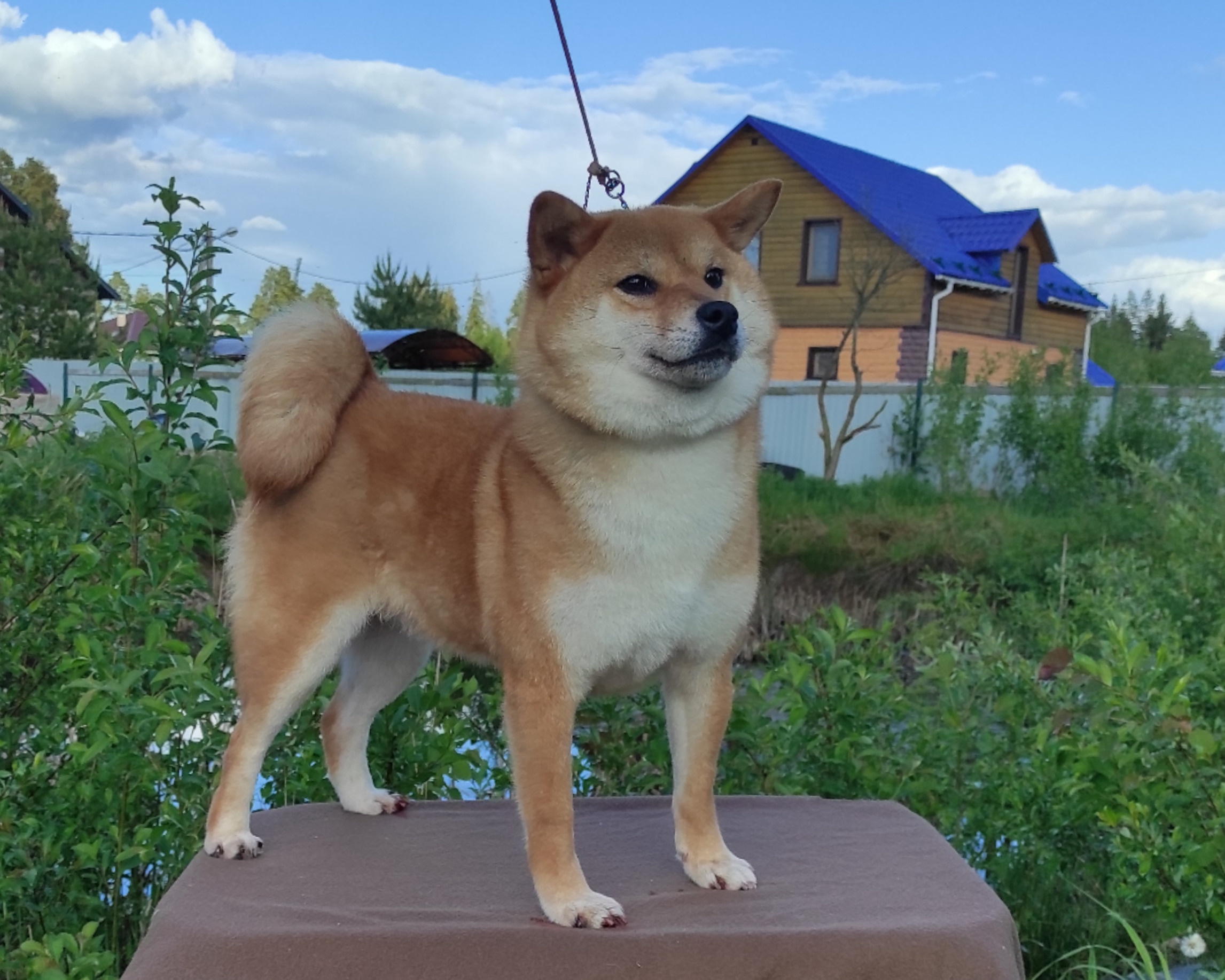 Питомник Рубилайт Сиба Эми* Exceligmos Zaffiro Verde