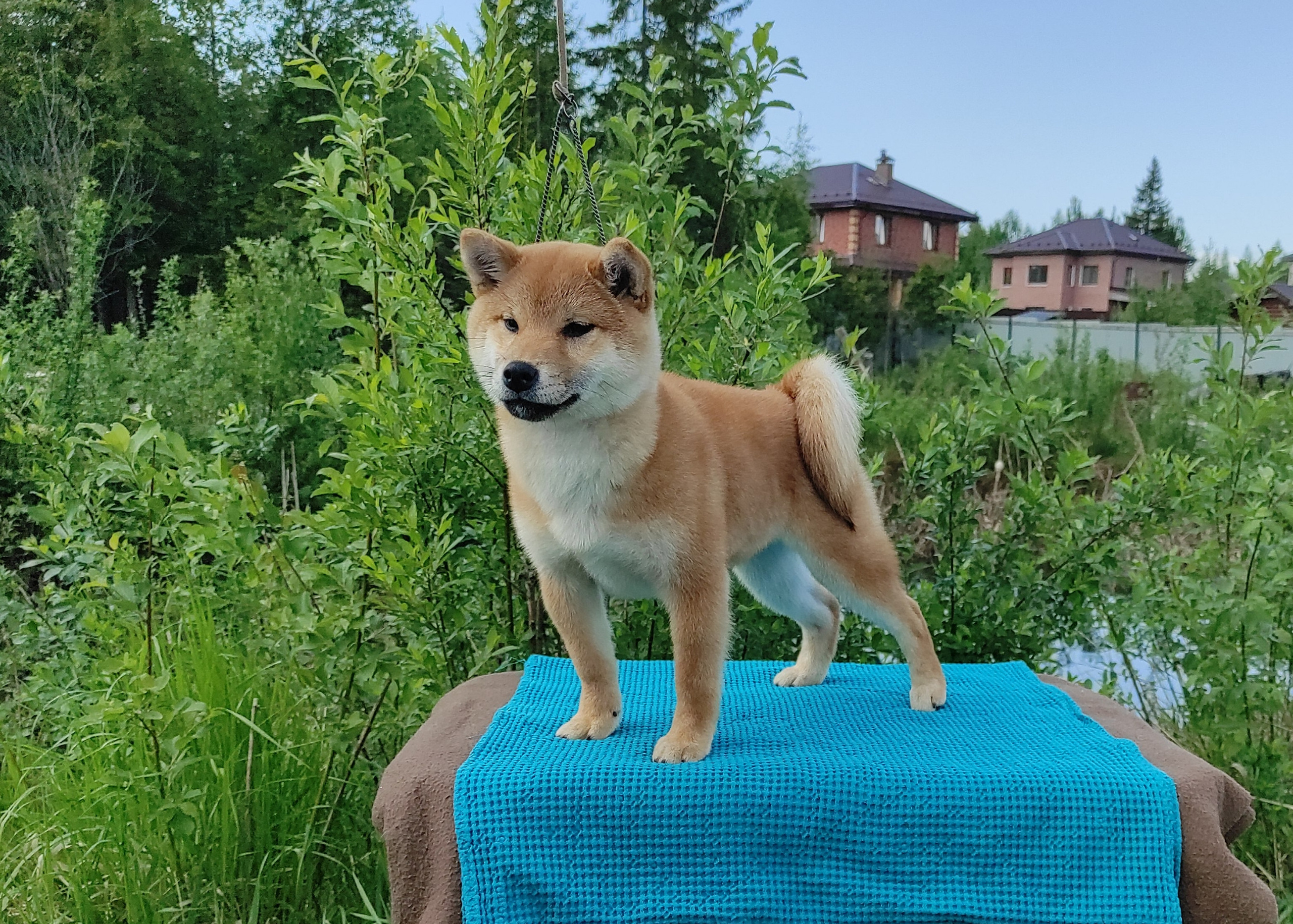 сиба питомник Рубилайт щенки на продажу rubylight  сиба щенки купить