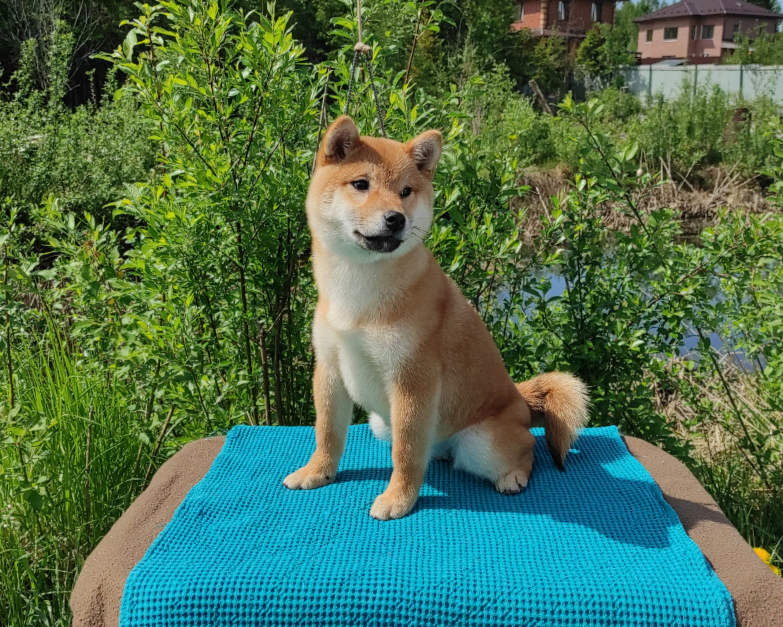 сиба питомник Рубилайт щенки на продажу rubylight  сиба щенки купить