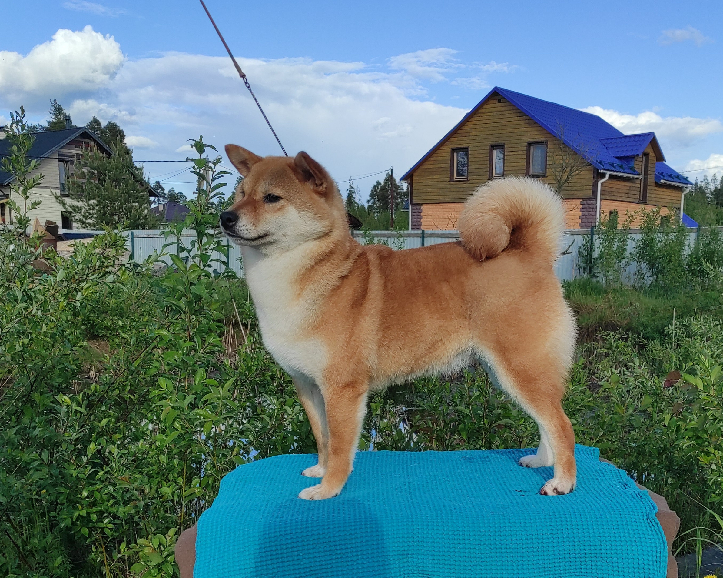 Питомник Рубилайт Сиба Эми* Exceligmos Zaffiro Verde