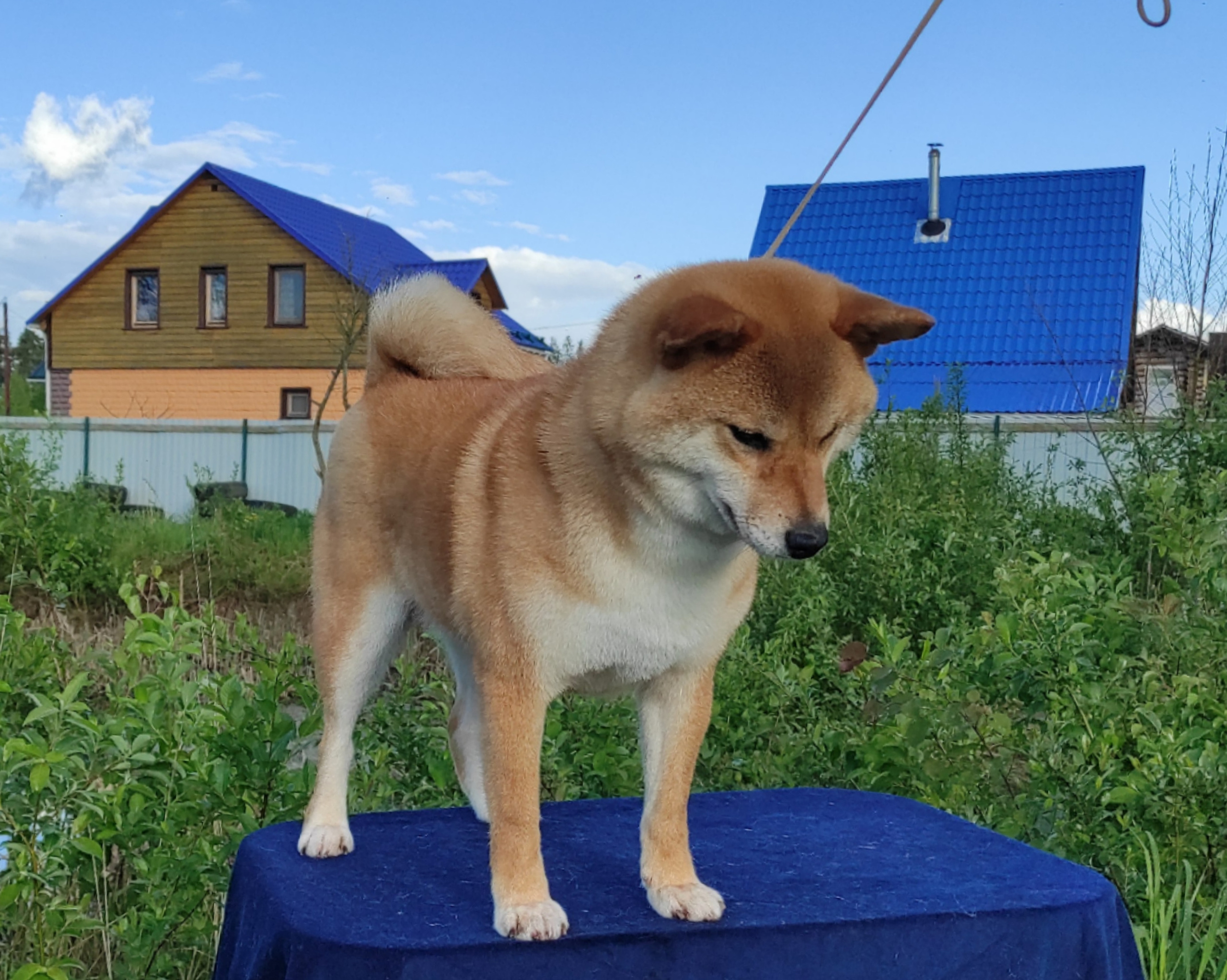 Питомник Рубилайт Сиба Эми* Exceligmos Zaffiro Verde