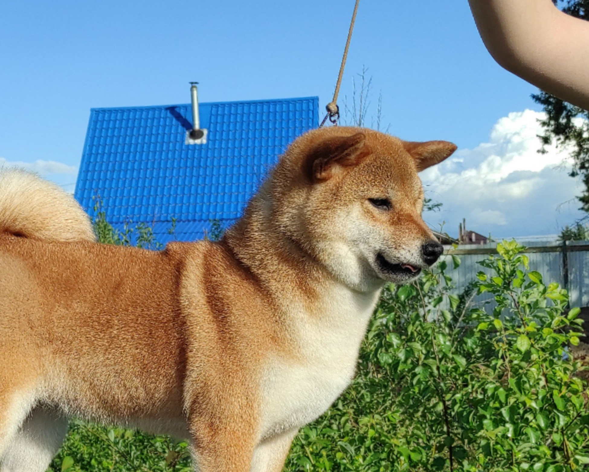 Питомник Рубилайт Сиба Эми* Exceligmos Zaffiro Verde