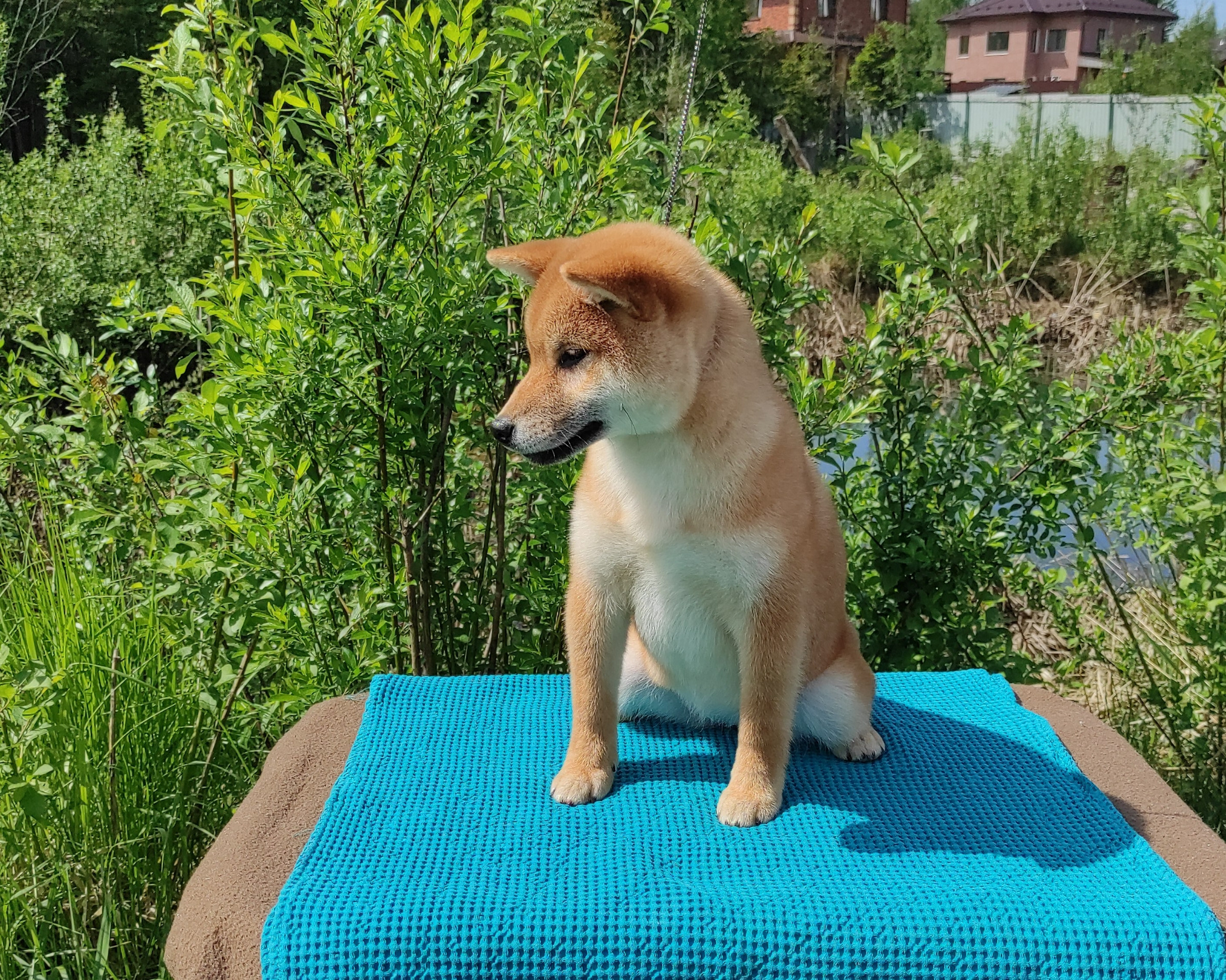 сиба питомник Рубилайт щенки на продажу rubylight  сиба щенки купить