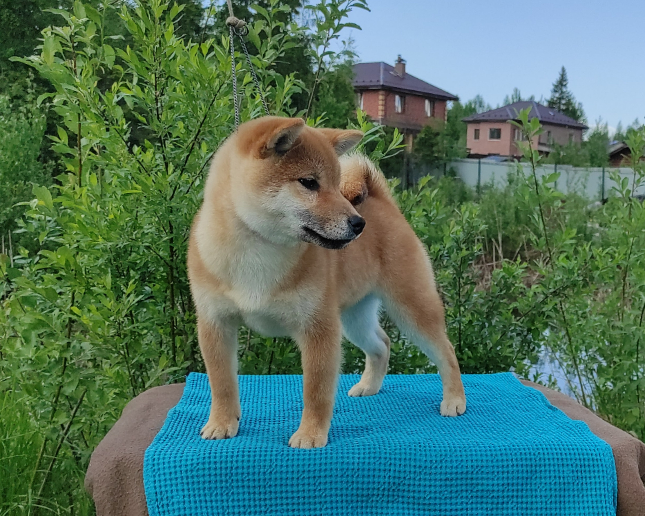 сиба питомник Рубилайт щенки на продажу rubylight  сиба щенки купить