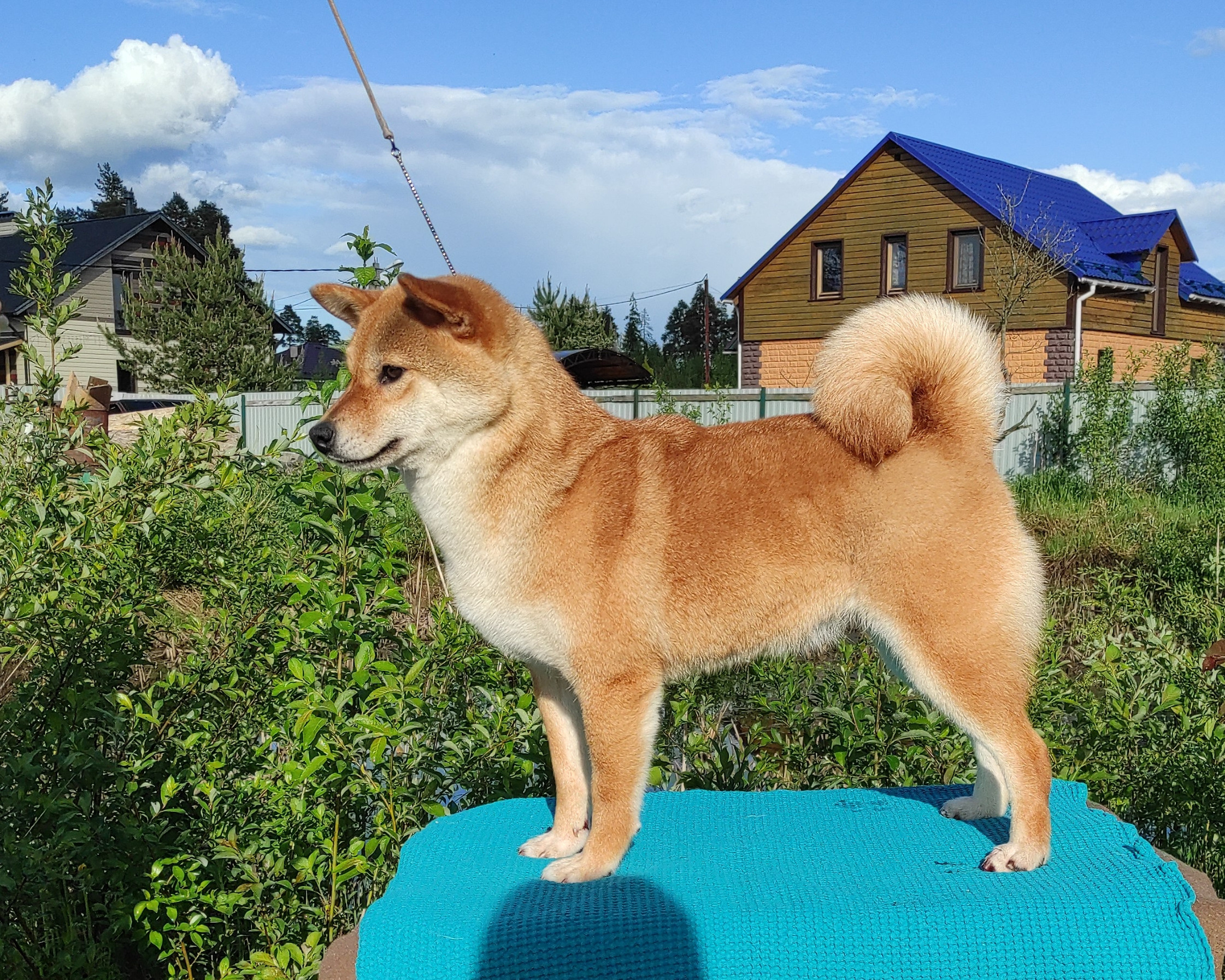 Питомник Рубилайт Сиба Эми* Exceligmos Zaffiro Verde