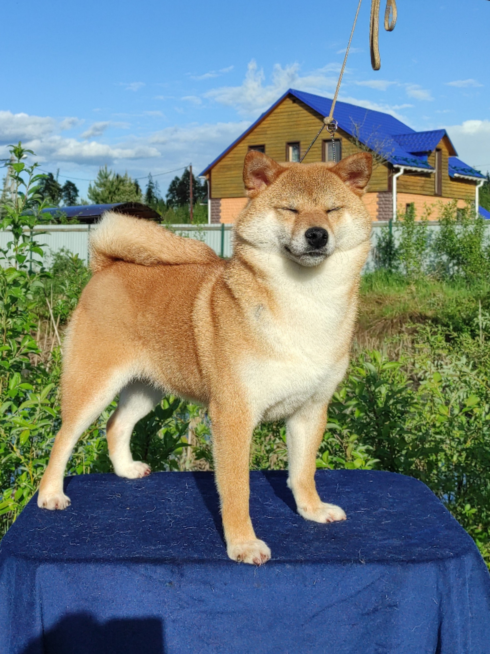 Питомник Рубилайт Сиба Эми* Exceligmos Zaffiro Verde