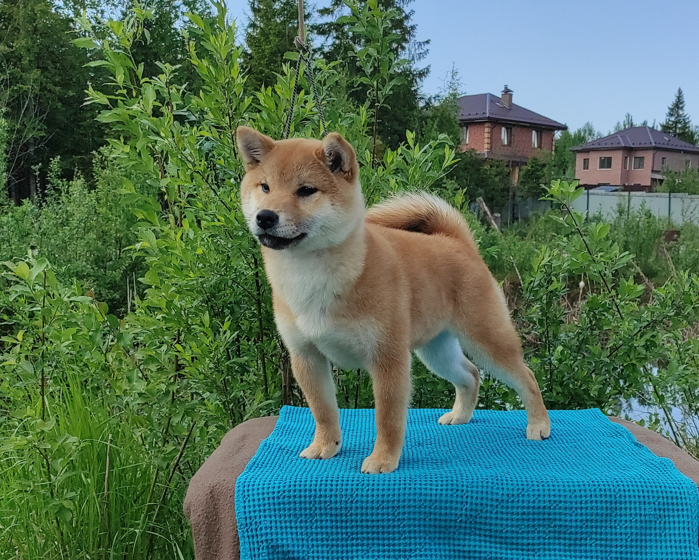 сиба питомник Рубилайт щенки на продажу rubylight  сиба щенки купить