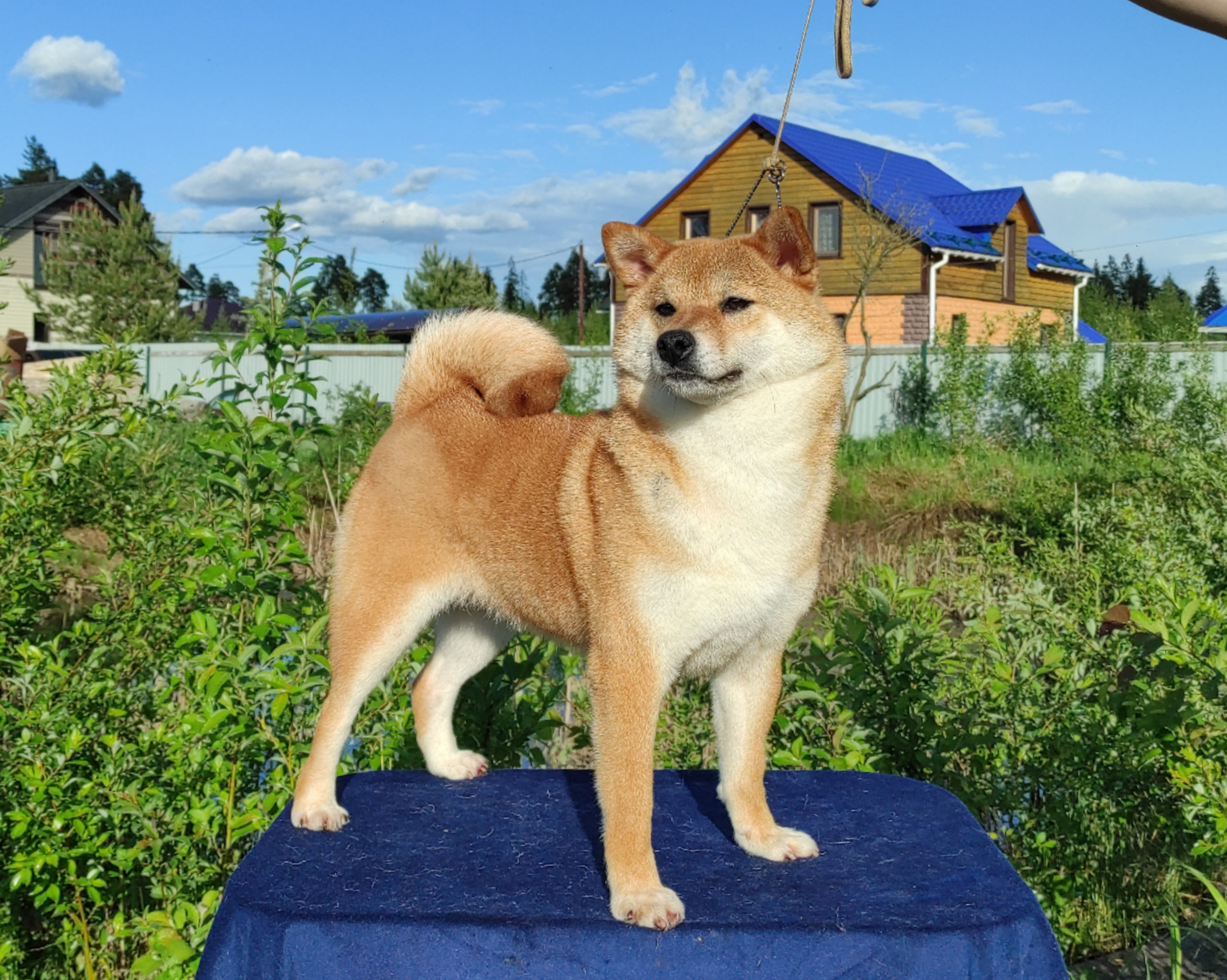 Питомник Рубилайт Сиба Эми* Exceligmos Zaffiro Verde