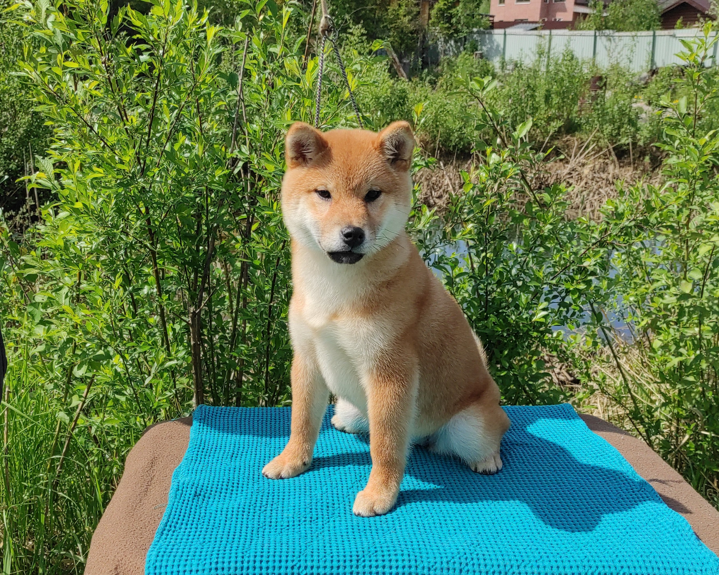 сиба питомник Рубилайт щенки на продажу rubylight  сиба щенки купить