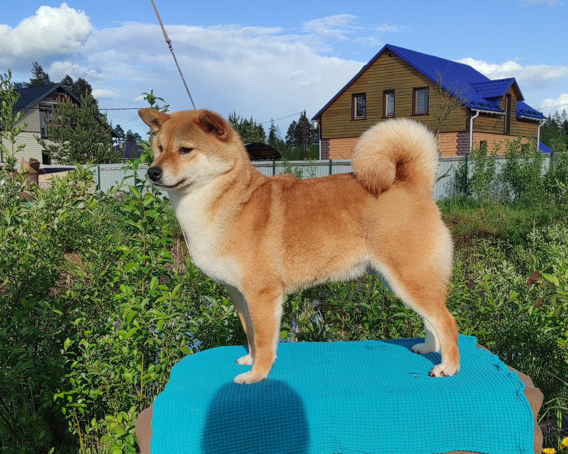 Питомник Рубилайт Сиба Эми* Exceligmos Zaffiro Verde