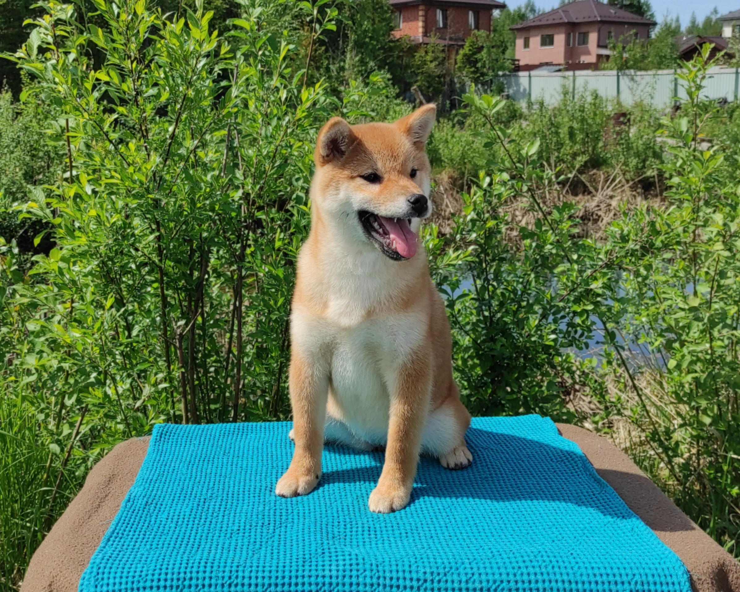 сиба питомник Рубилайт щенки на продажу rubylight  сиба щенки купить