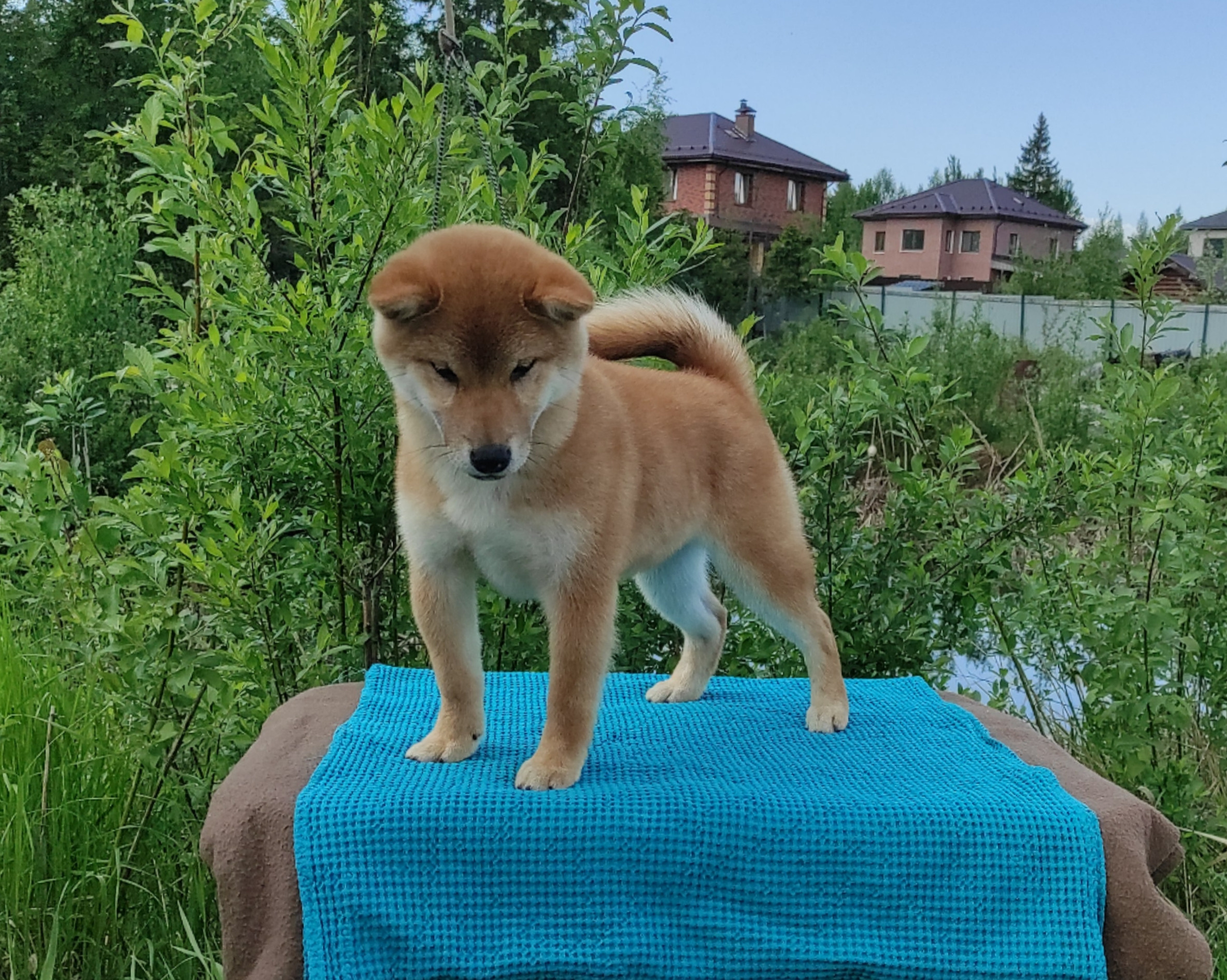 сиба питомник Рубилайт щенки на продажу rubylight  сиба щенки купить