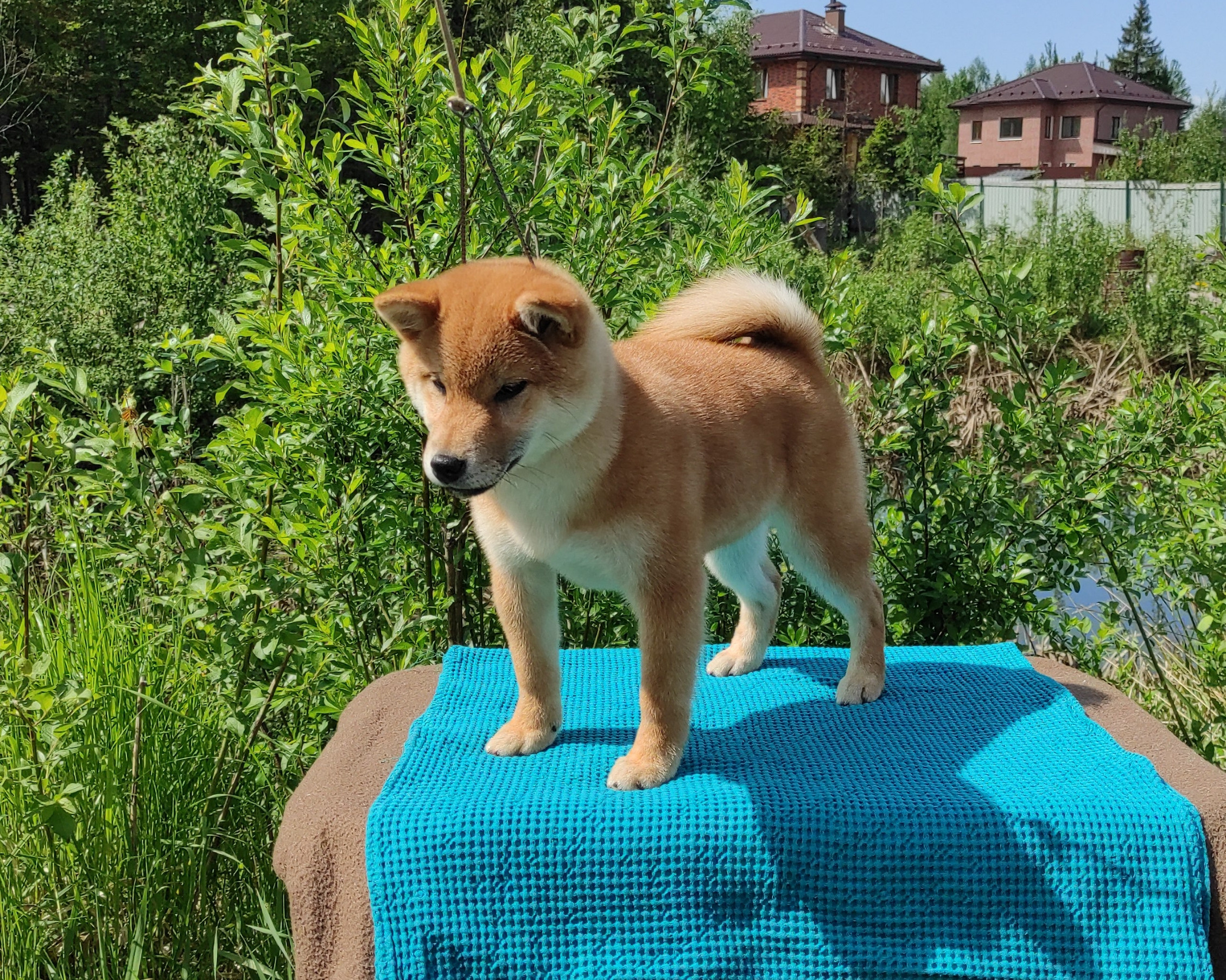 сиба питомник Рубилайт щенки на продажу rubylight  сиба щенки купить