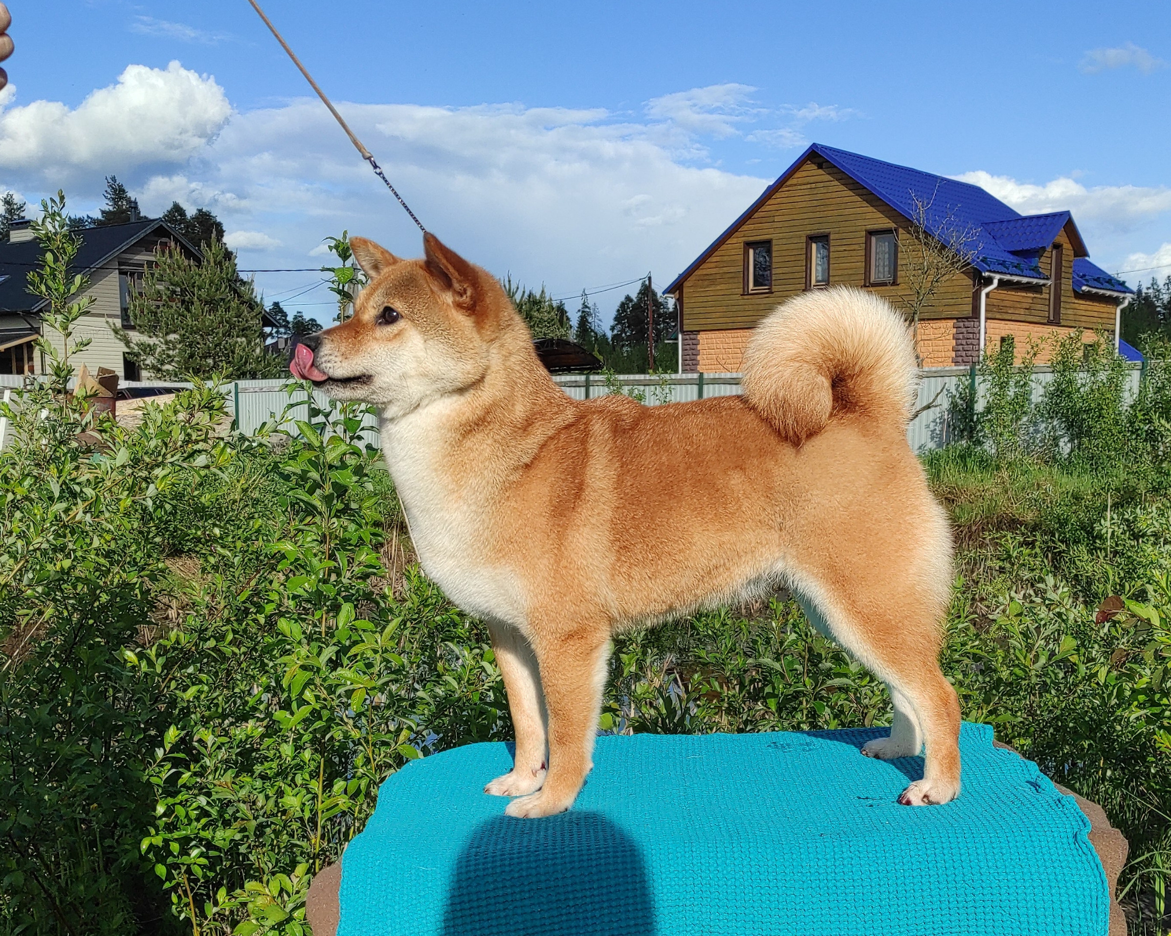 Питомник Рубилайт Сиба Эми* Exceligmos Zaffiro Verde