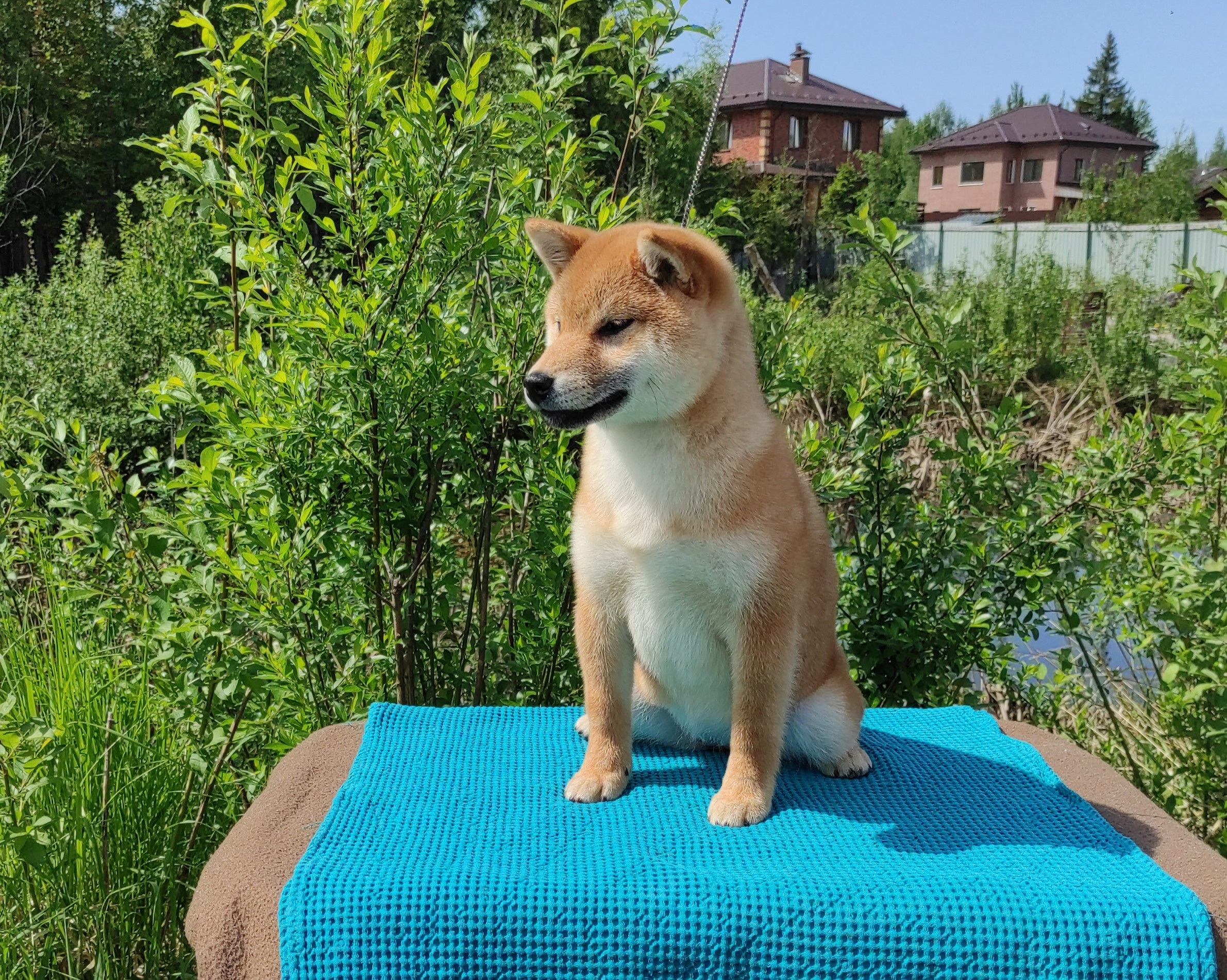 сиба питомник Рубилайт щенки на продажу rubylight  сиба щенки купить