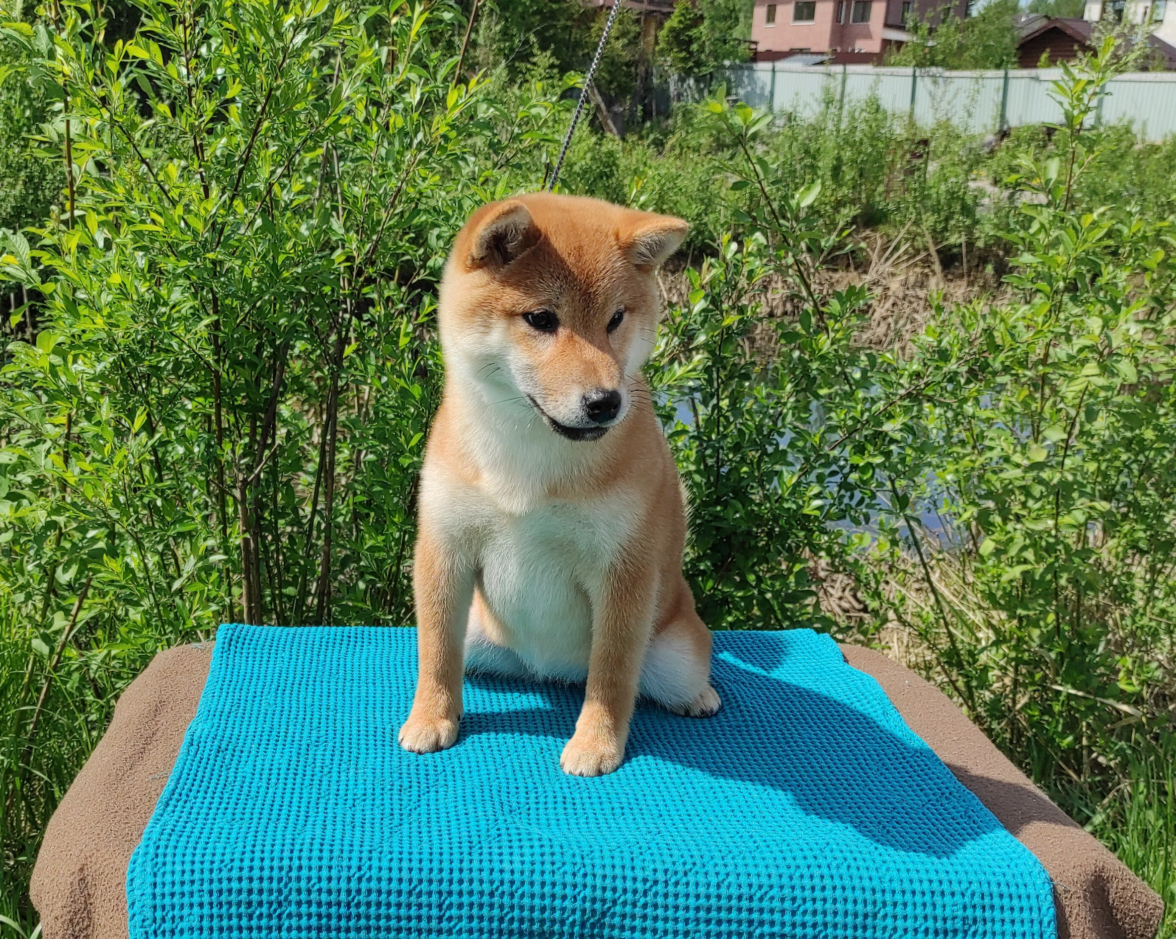 сиба питомник Рубилайт щенки на продажу rubylight  сиба щенки купить