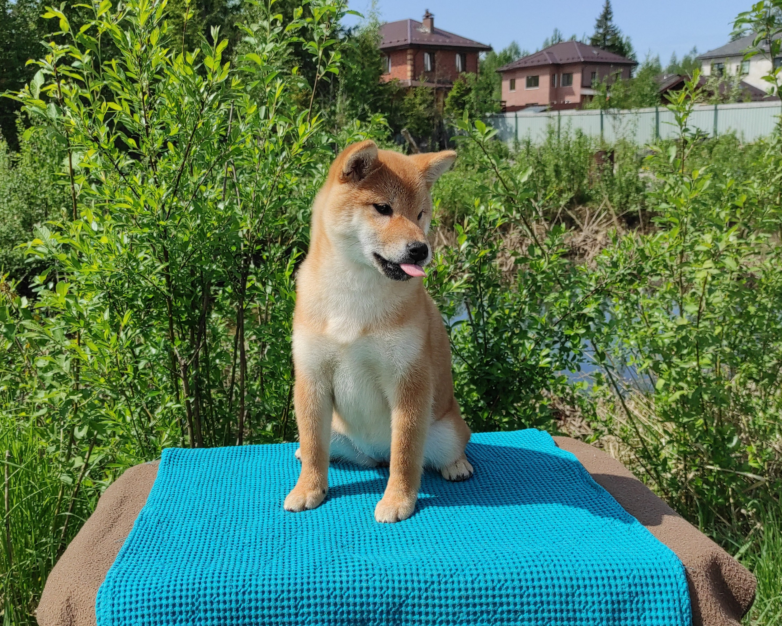 сиба питомник Рубилайт щенки на продажу rubylight  сиба щенки купить