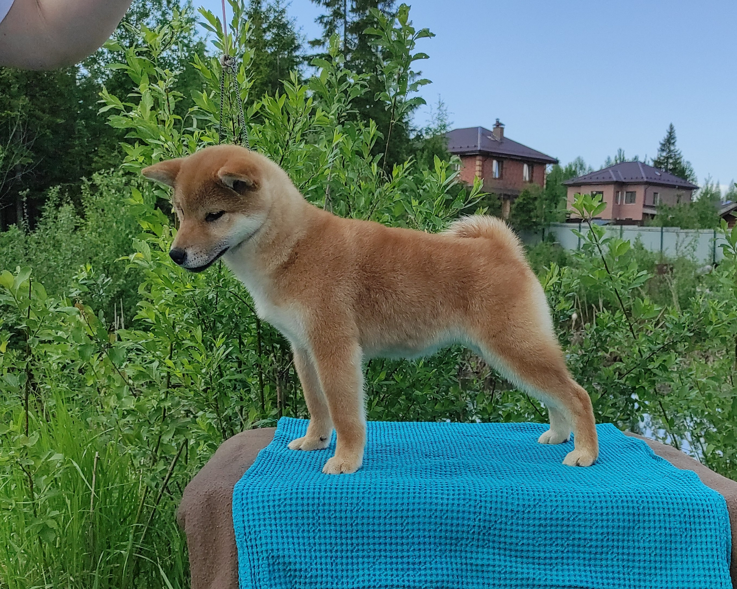 сиба питомник Рубилайт щенки на продажу rubylight  сиба щенки купить