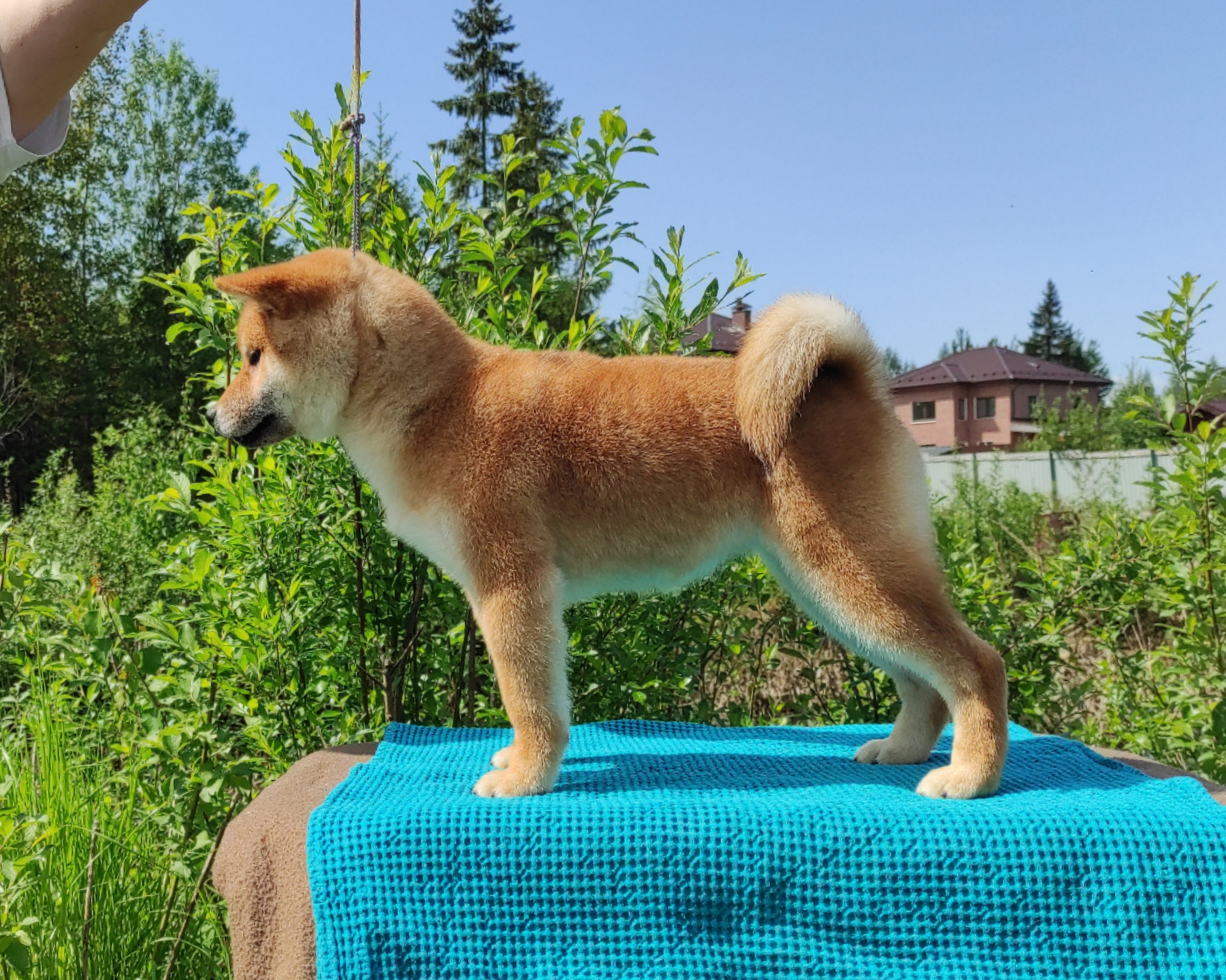 сиба питомник Рубилайт щенки на продажу rubylight  сиба щенки купить